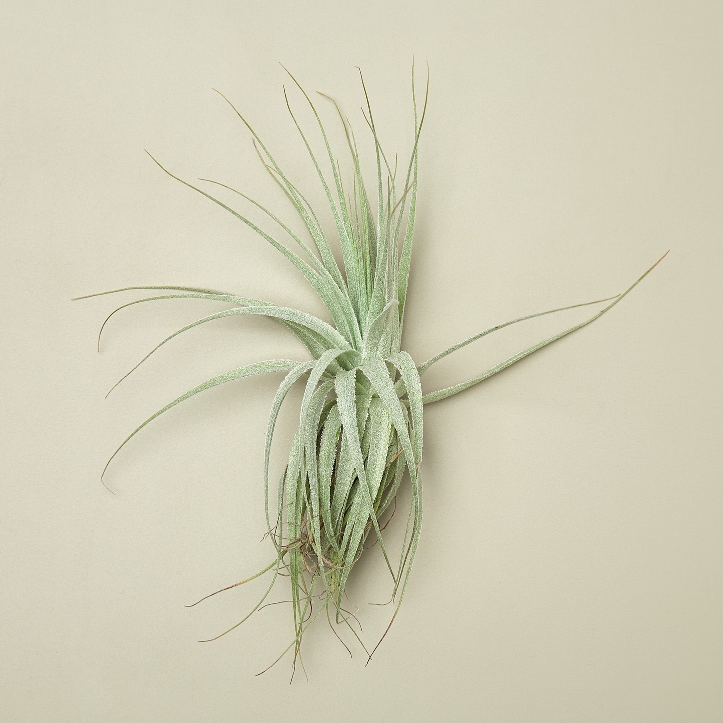 Tillandsia Air Plant Victoriana