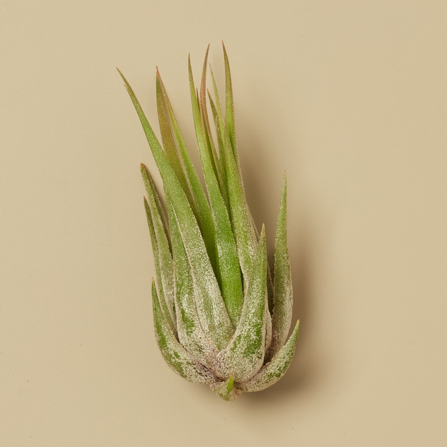 Tillandsia Air Plant Kolby - 10 Pack