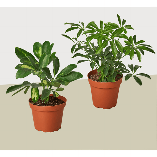 2 Different Schefflera Plants Variety Pack - Live House Plant - FREE Care Guide - Mervyns