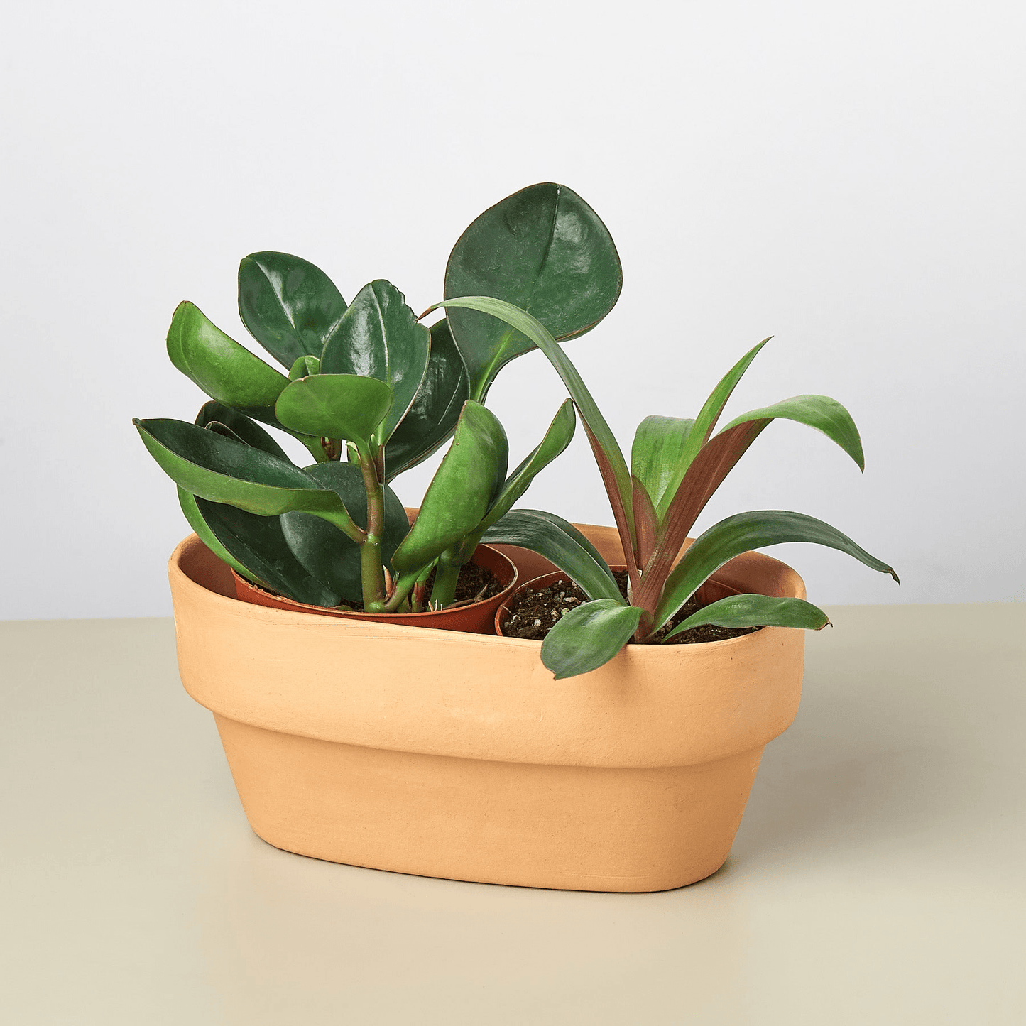 2 Plant Terra Cotta Planter - 7 Inch - Mervyns