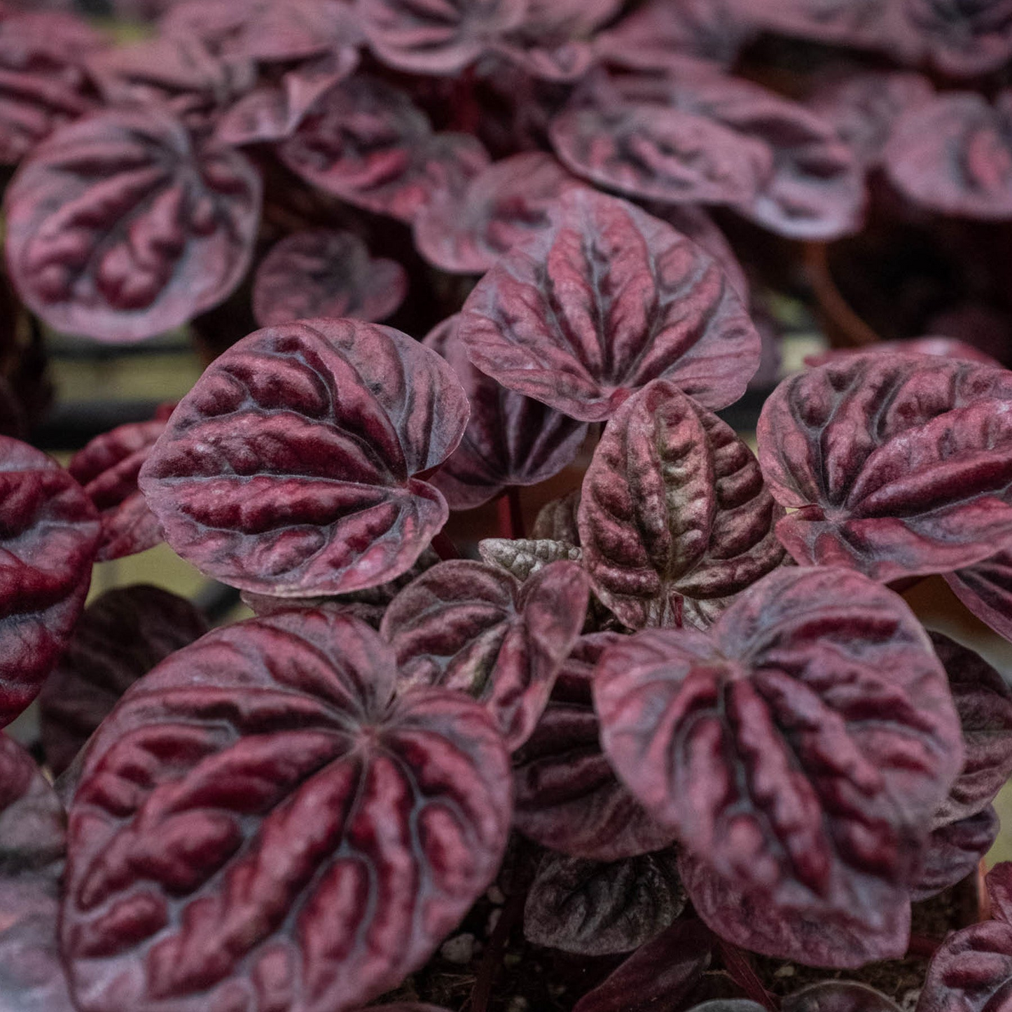 Peperomia 'Ripple Red'