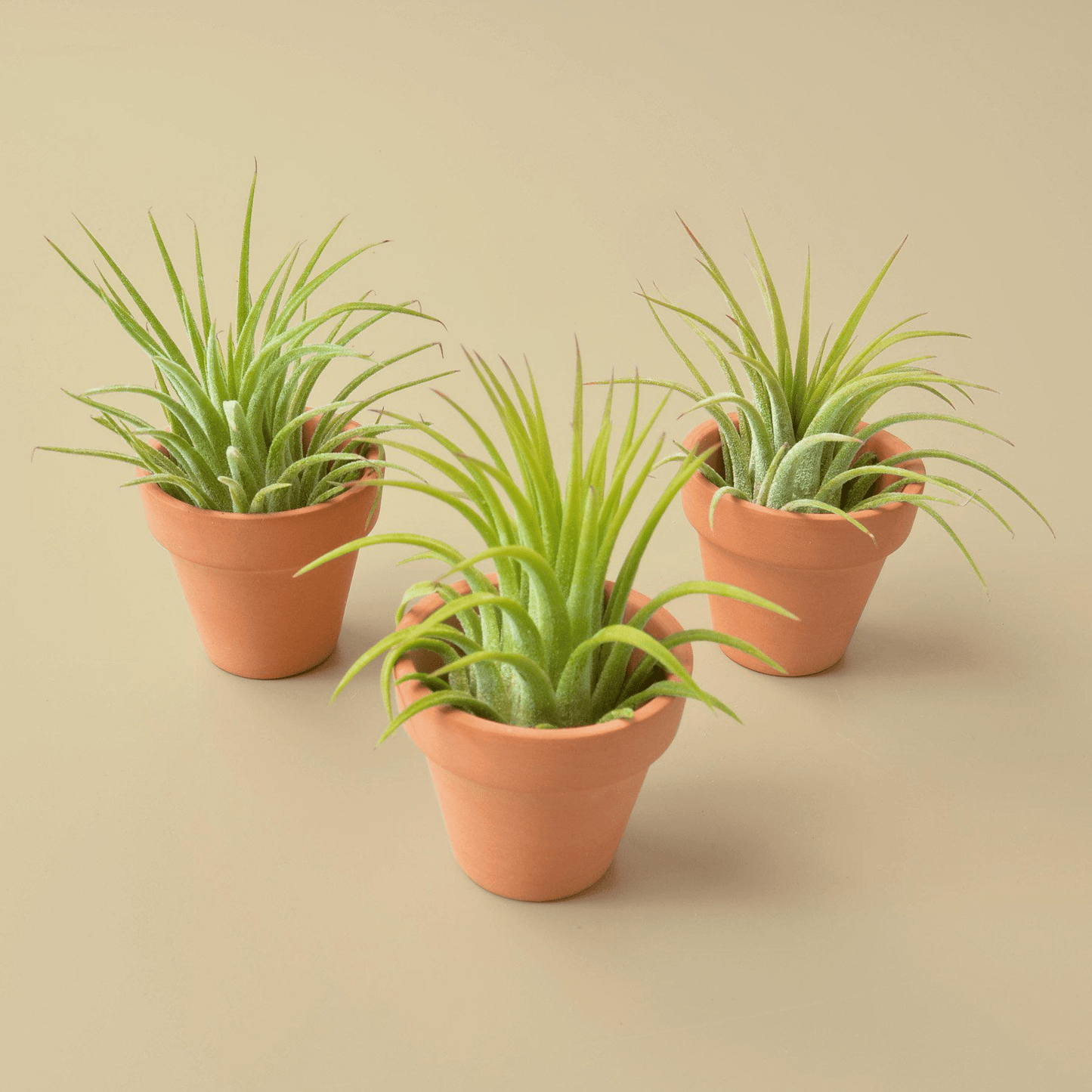 3 Ionantha Air Plants with Mini Terra Cotta Pots - Mervyns