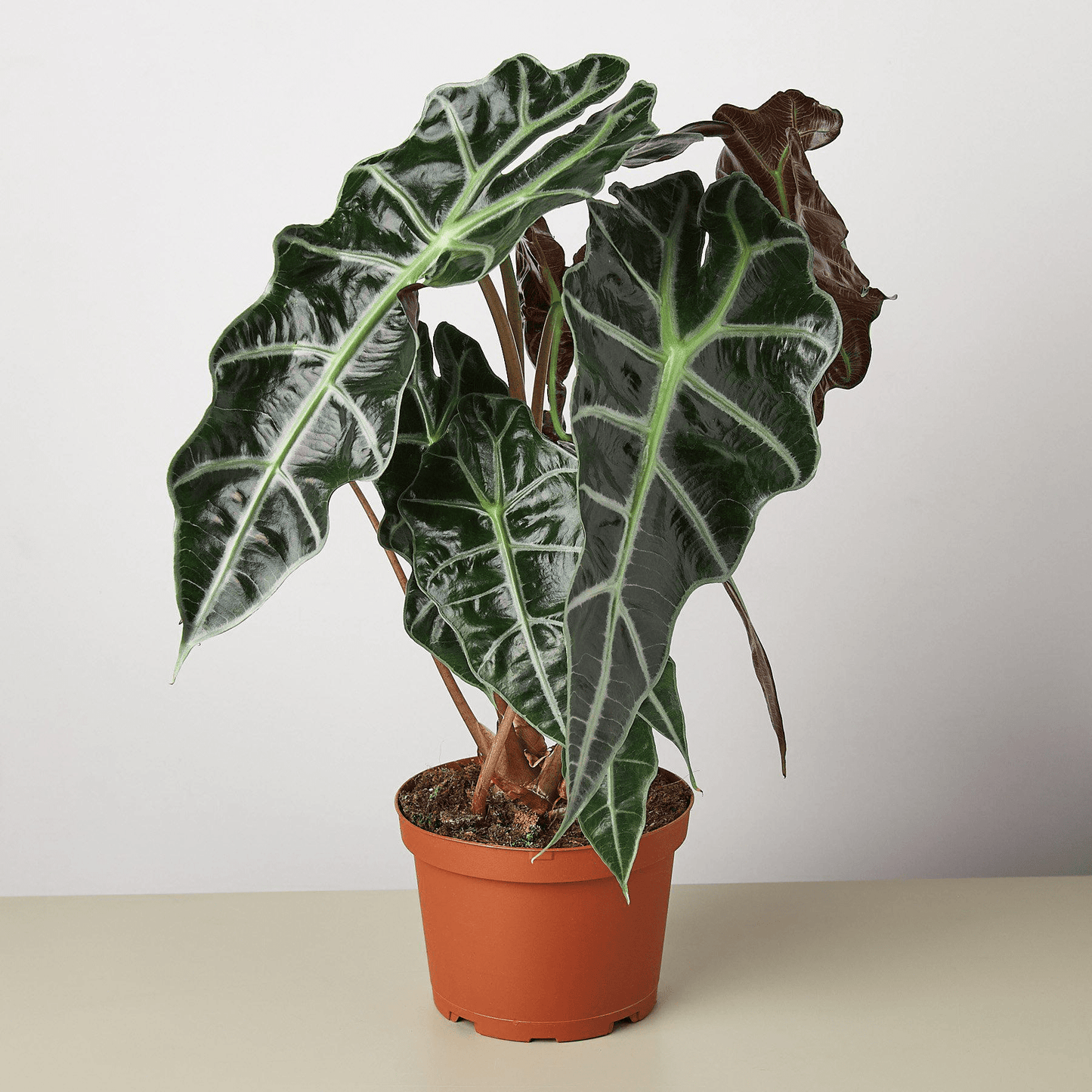 Alocasia Polly 'African Mask' - Mervyns