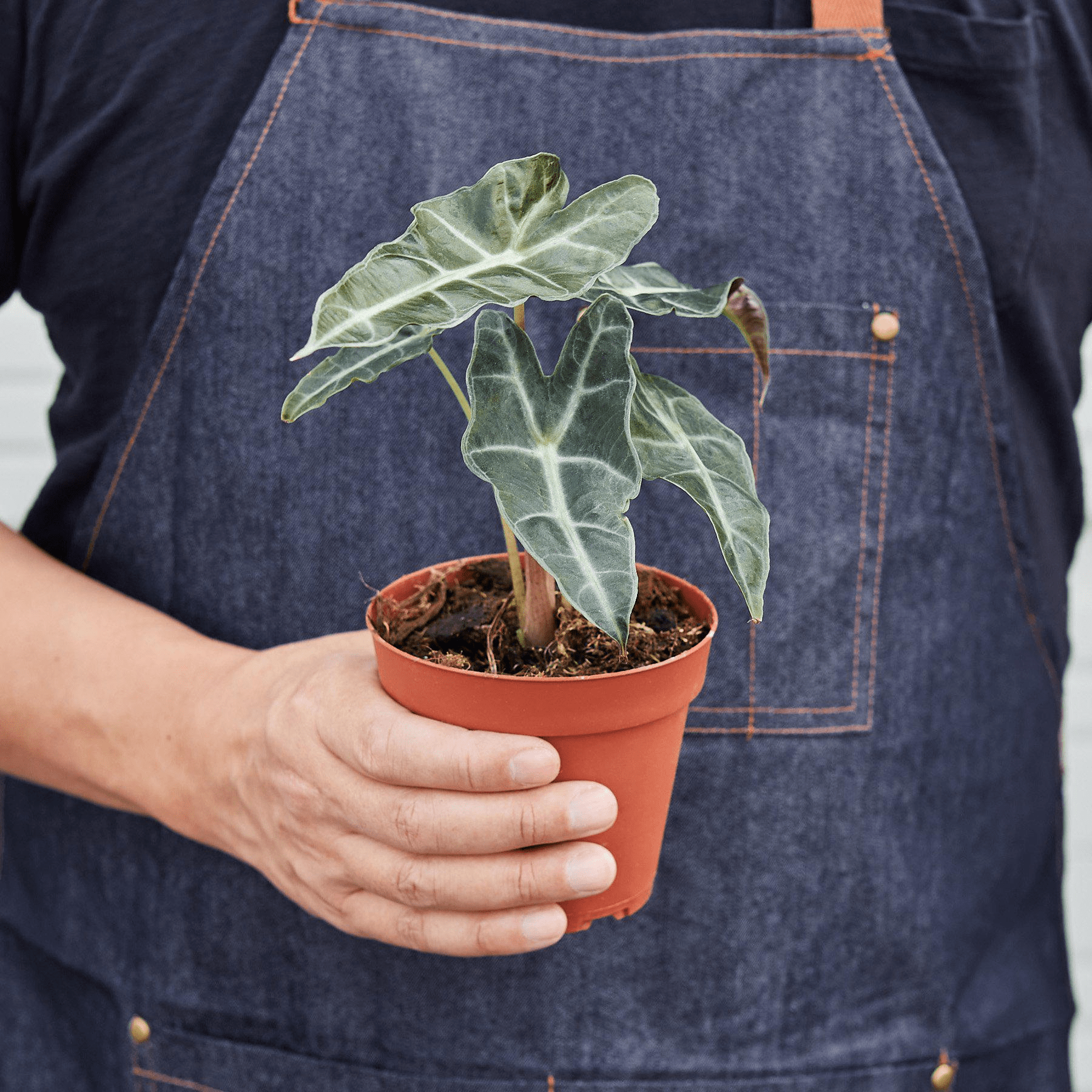 Alocasia Polly 'African Mask' - Mervyns