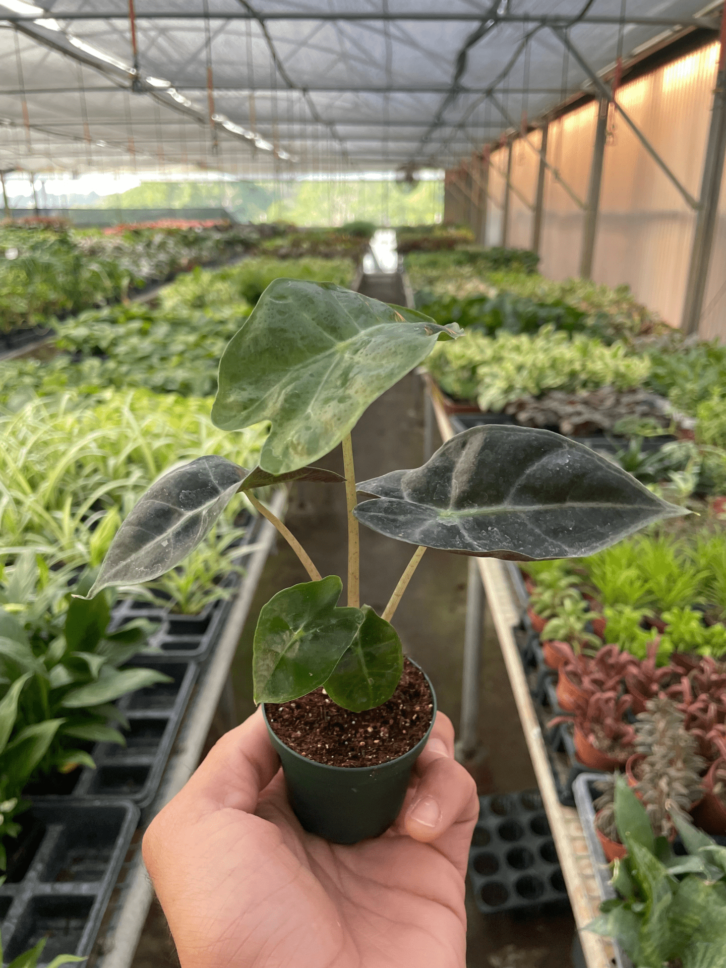 Alocasia Polly 'African Mask' - Mervyns