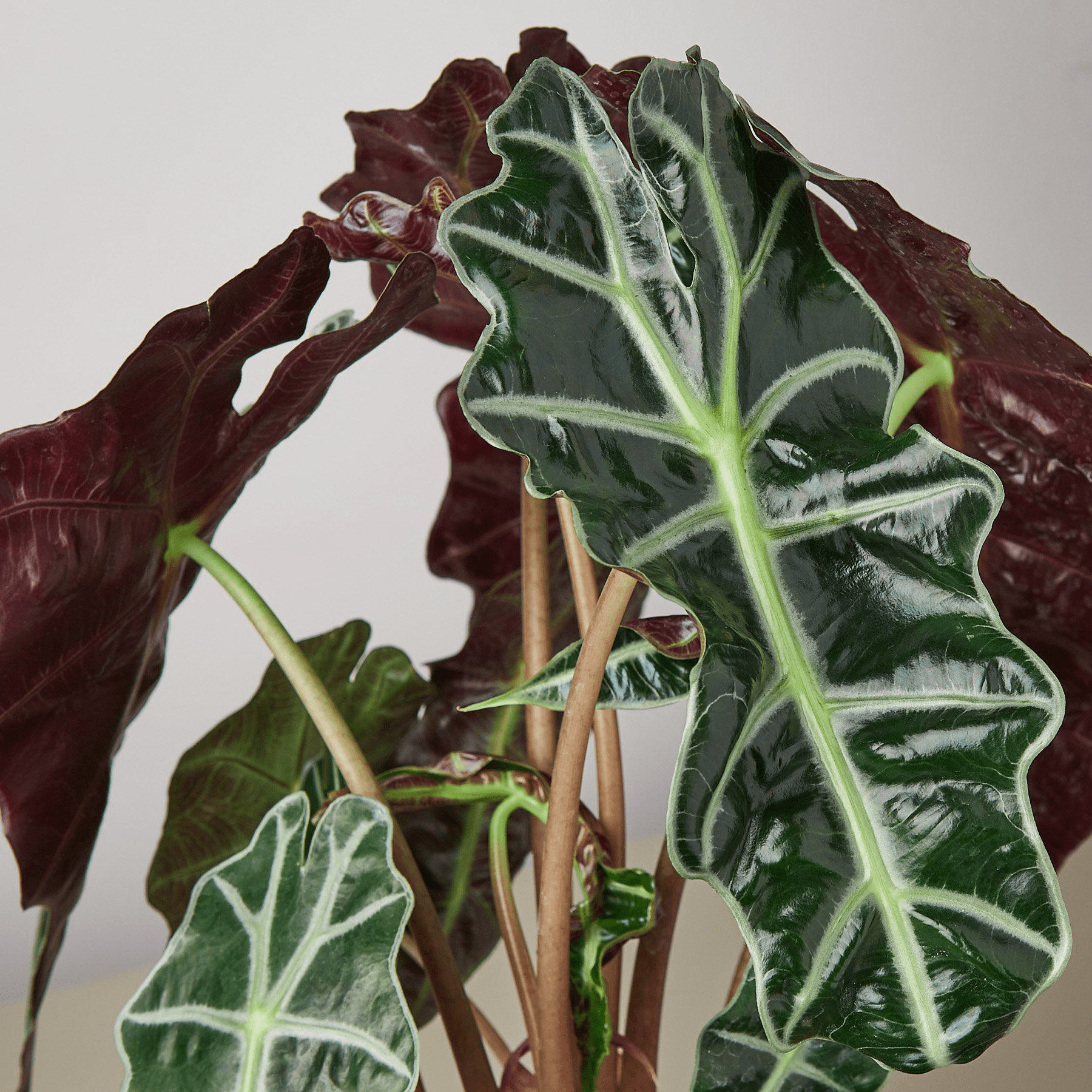 Alocasia Polly 'African Mask' - Mervyns