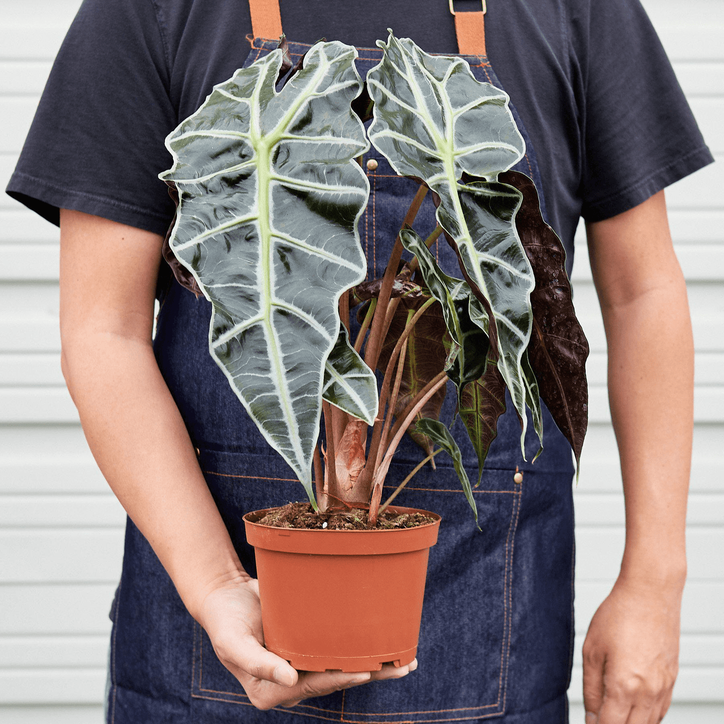 Alocasia Polly 'African Mask' - Mervyns