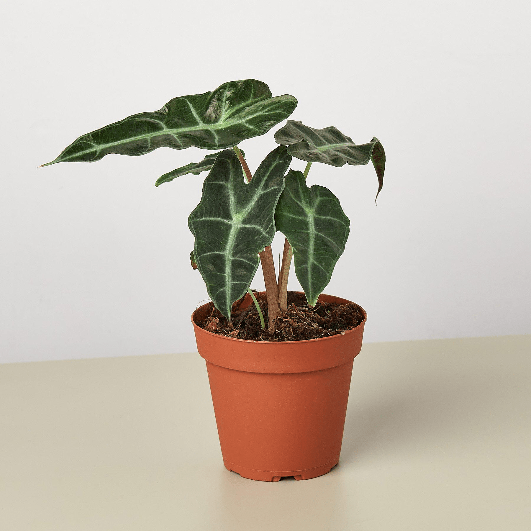 Alocasia Polly 'African Mask' - Mervyns