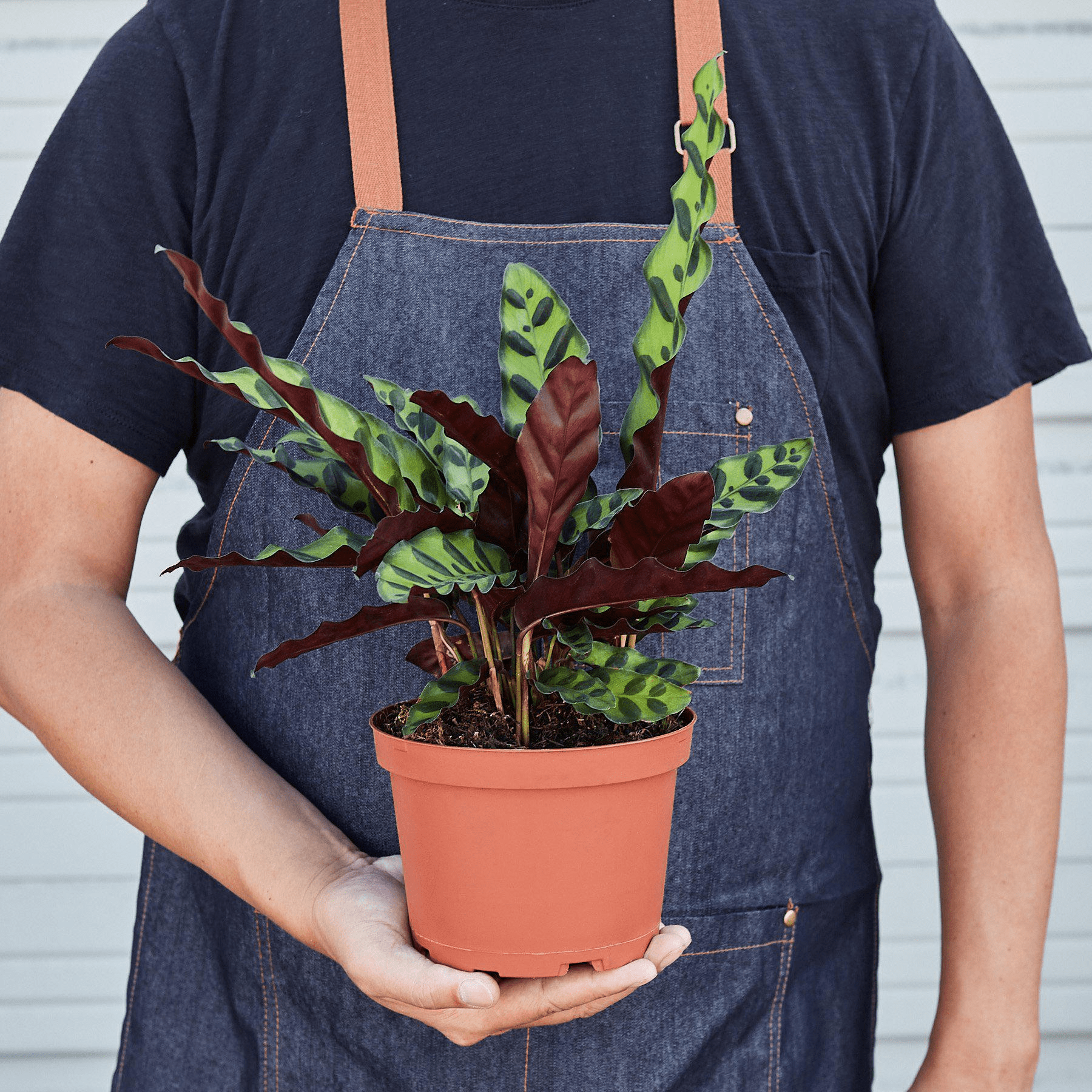 Calathea Lancifolia 'Rattlesnake' - Mervyns