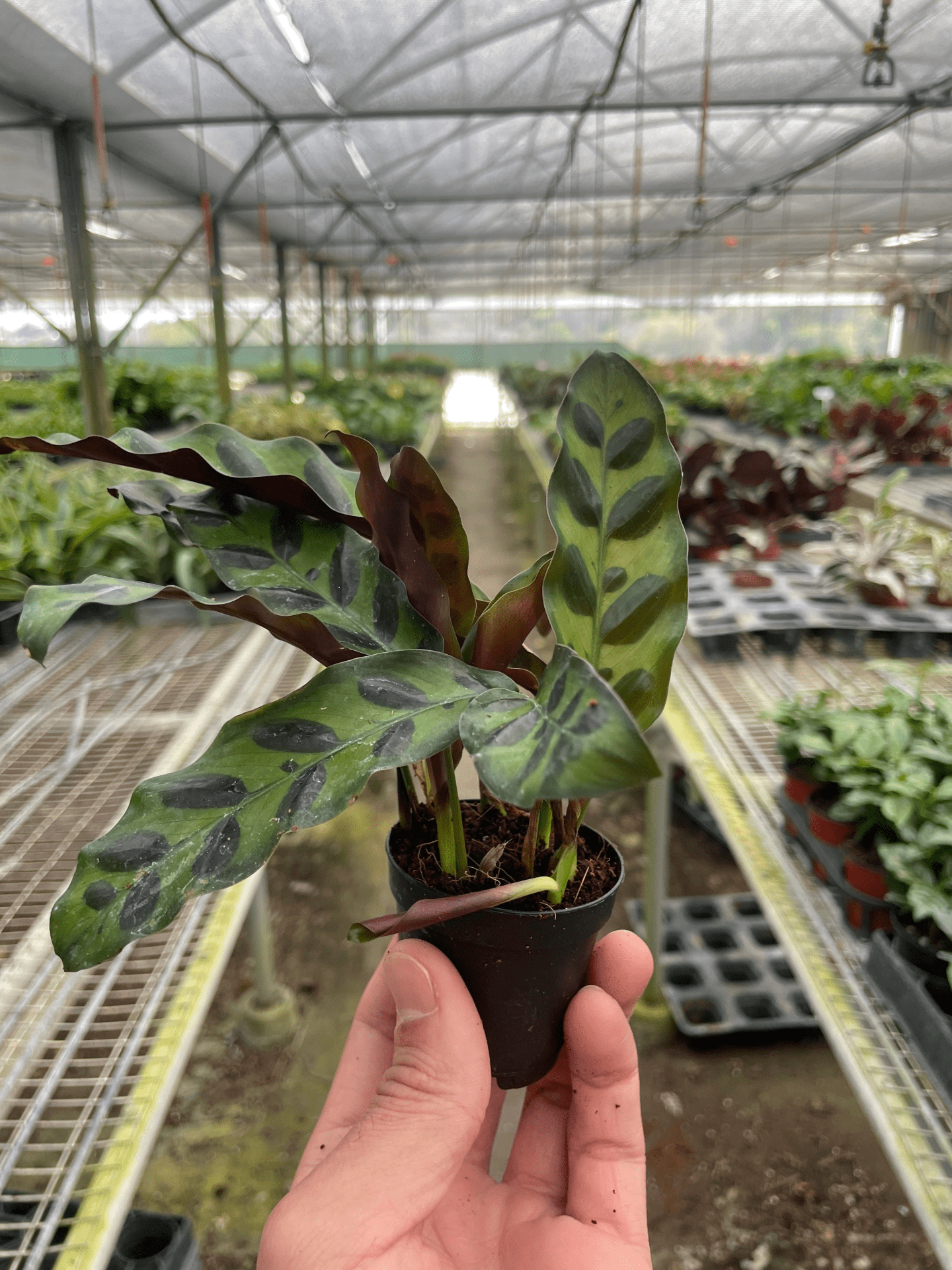 Calathea Lancifolia 'Rattlesnake' - Mervyns