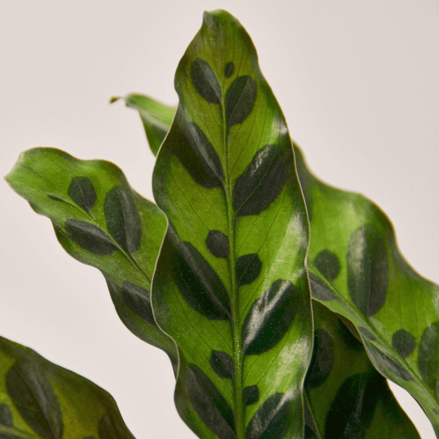 Calathea Lancifolia 'Rattlesnake' - Mervyns