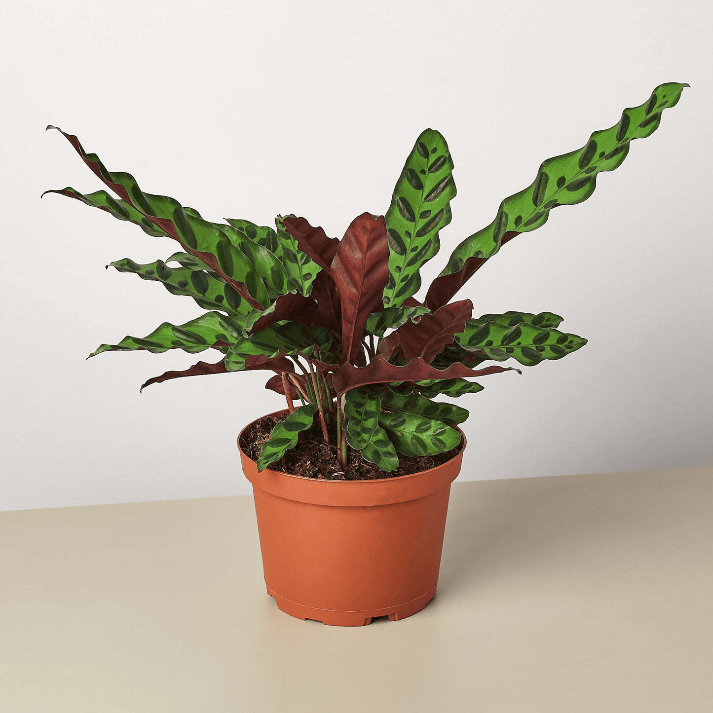 Calathea Lancifolia 'Rattlesnake' - Mervyns