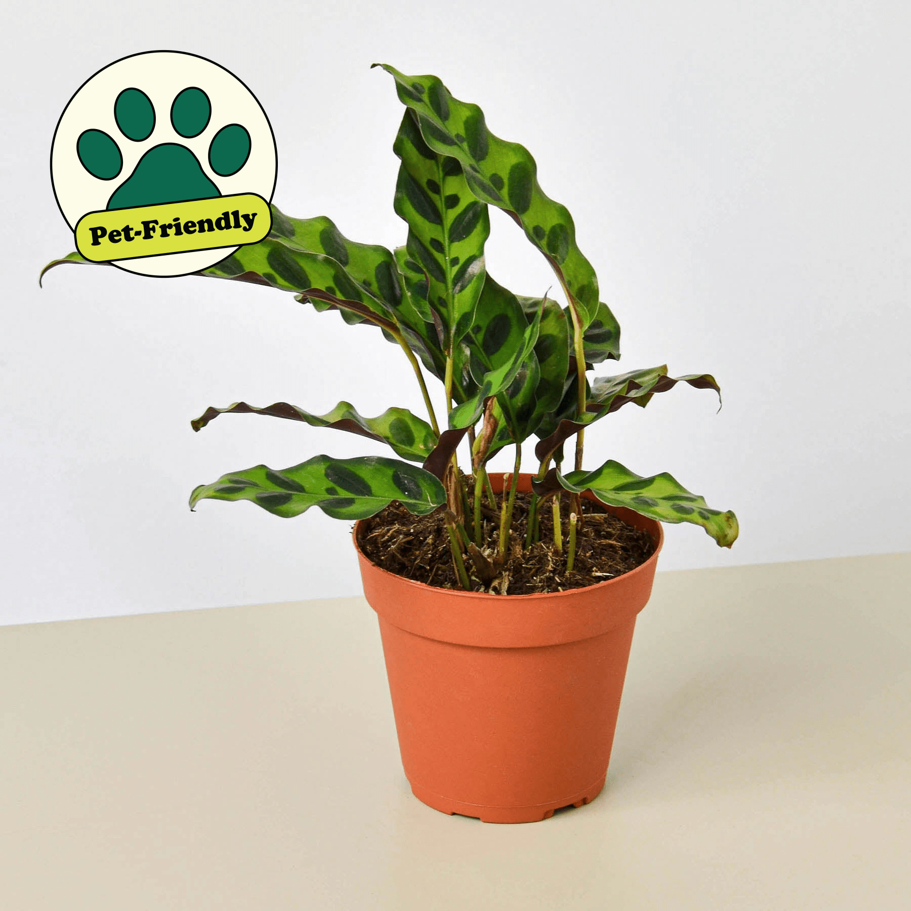 Calathea Lancifolia 'Rattlesnake' - Mervyns