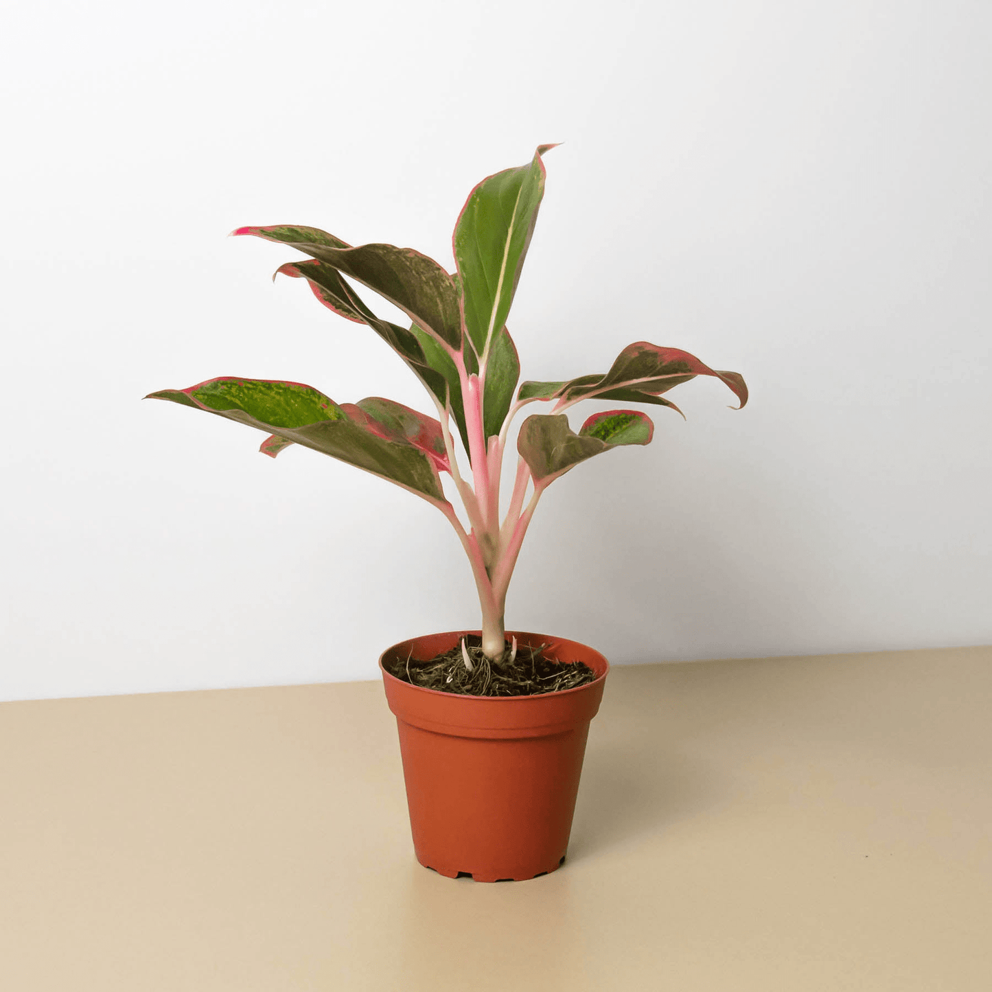 Chinese Evergreen 'Red Siam' - Mervyns