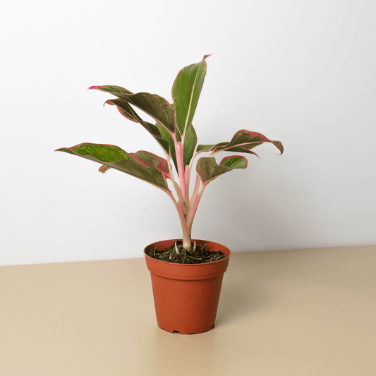 Chinese Evergreen 'Red Siam' - Mervyns