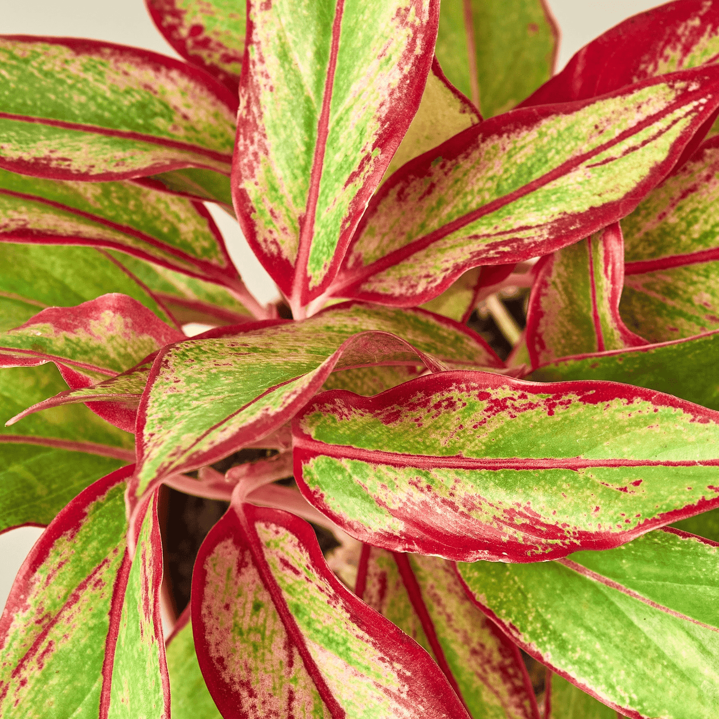 Chinese Evergreen 'Red Siam' - Mervyns