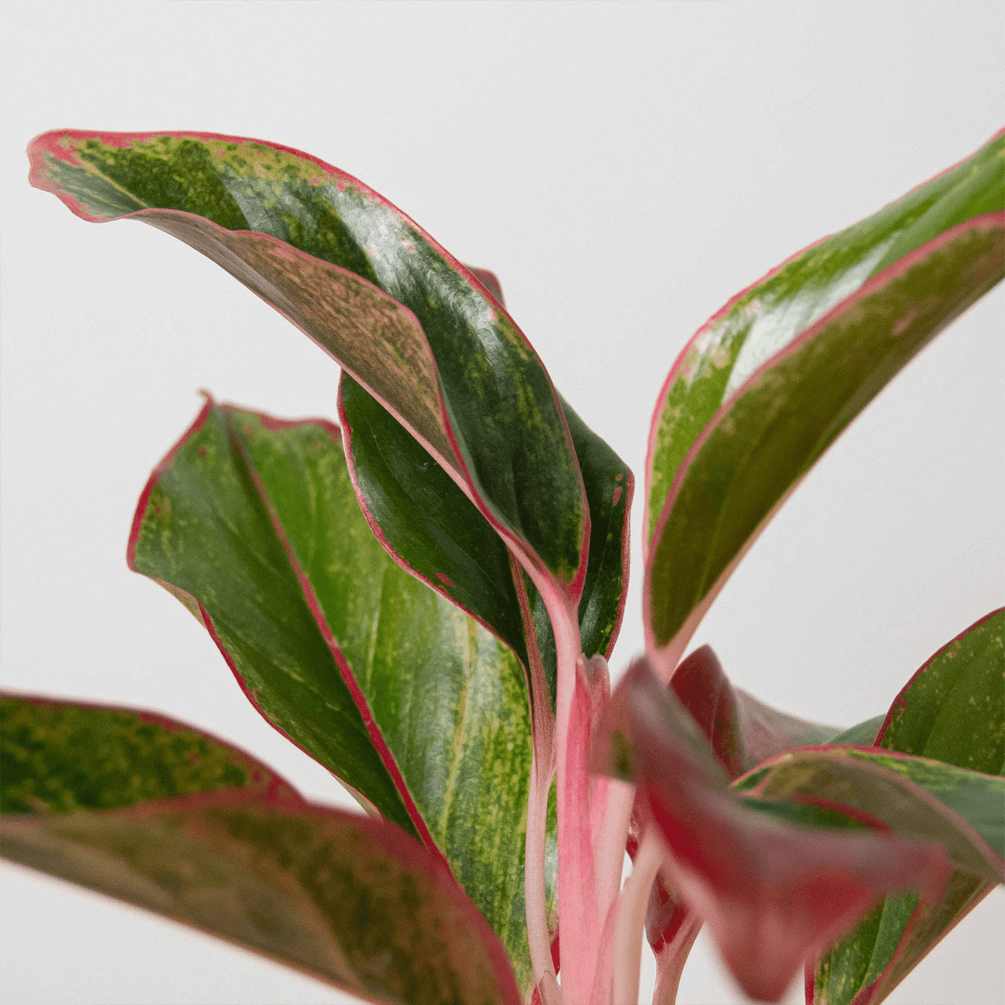 Chinese Evergreen 'Red Siam' - Mervyns