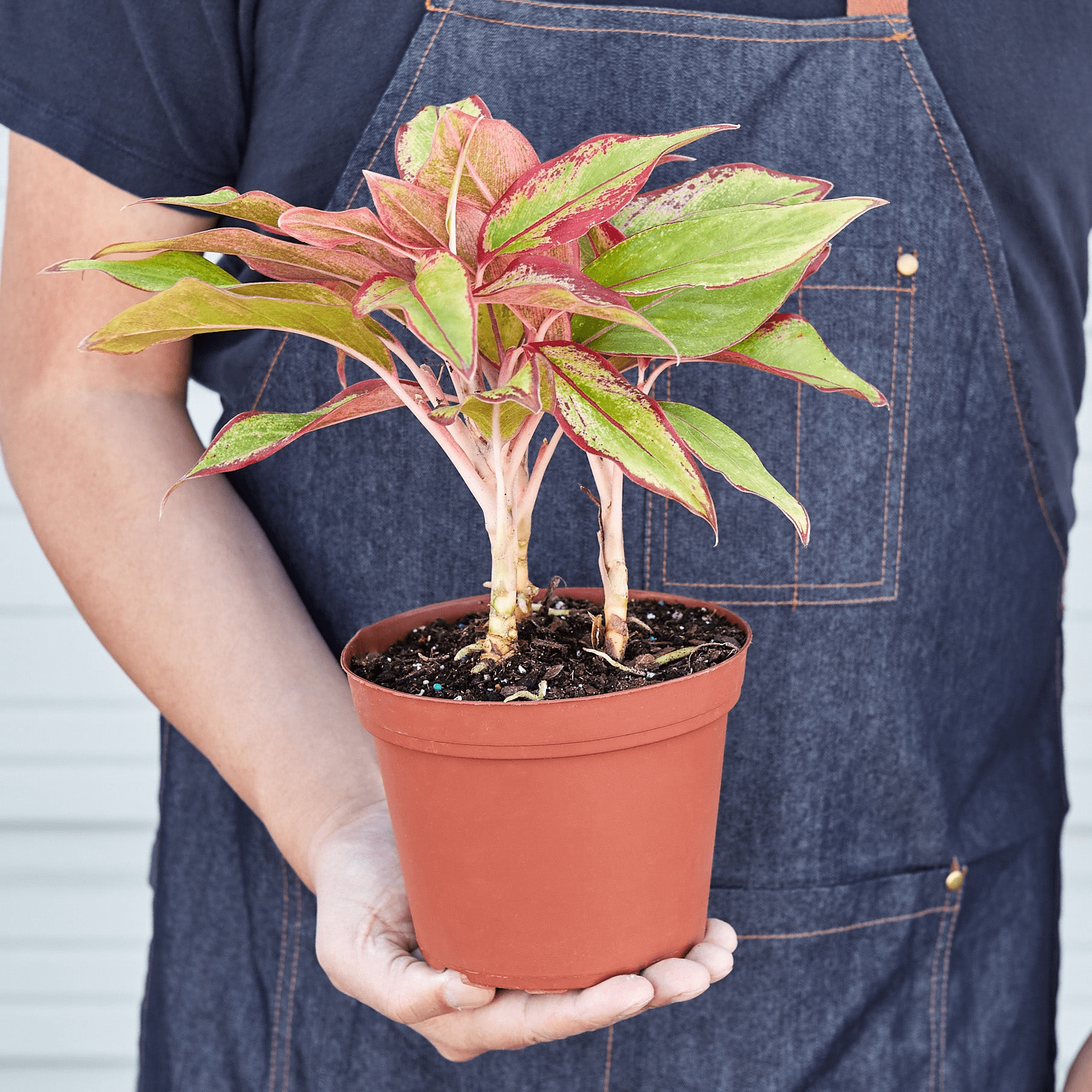 Chinese Evergreen 'Red Siam' - Mervyns