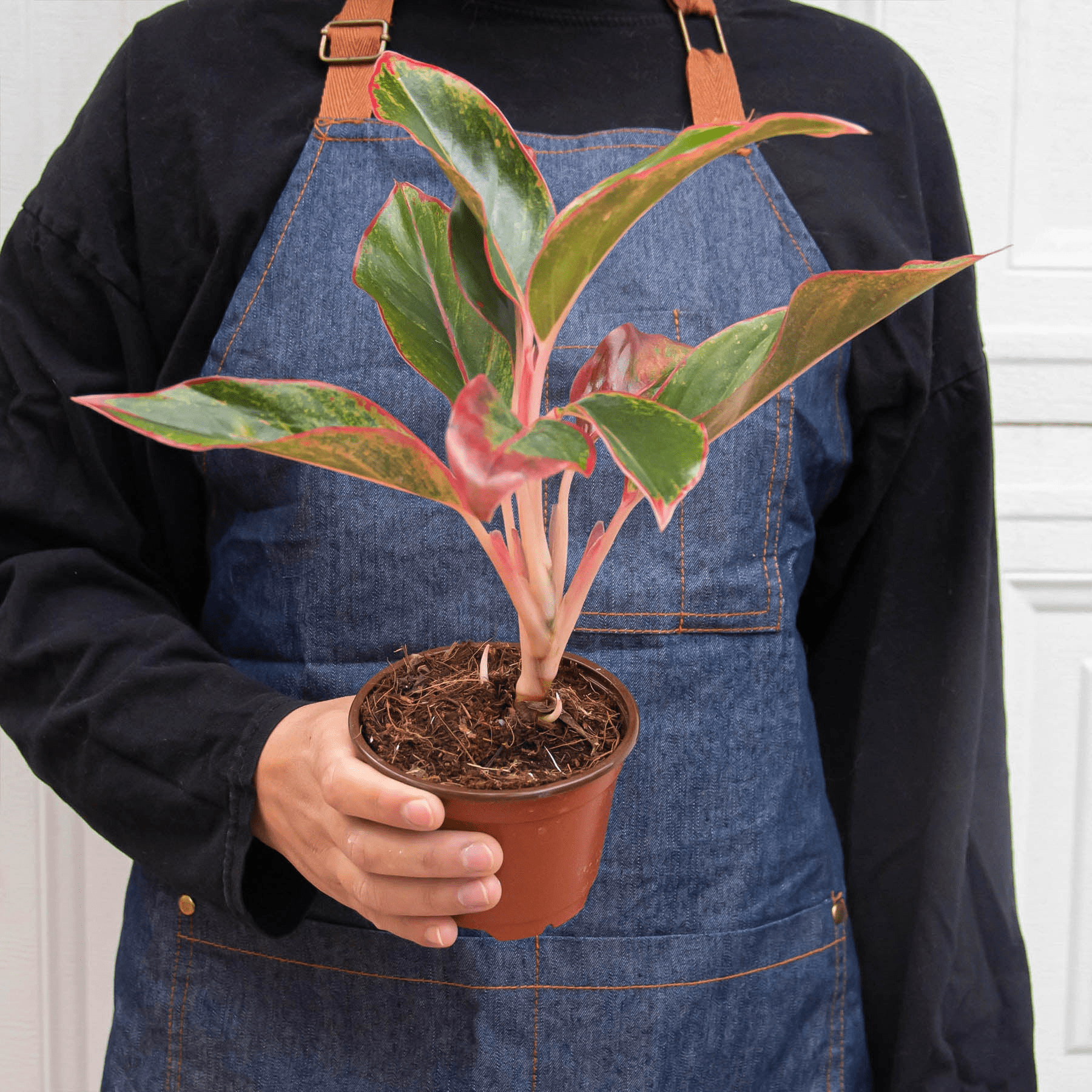 Chinese Evergreen 'Red Siam' - Mervyns