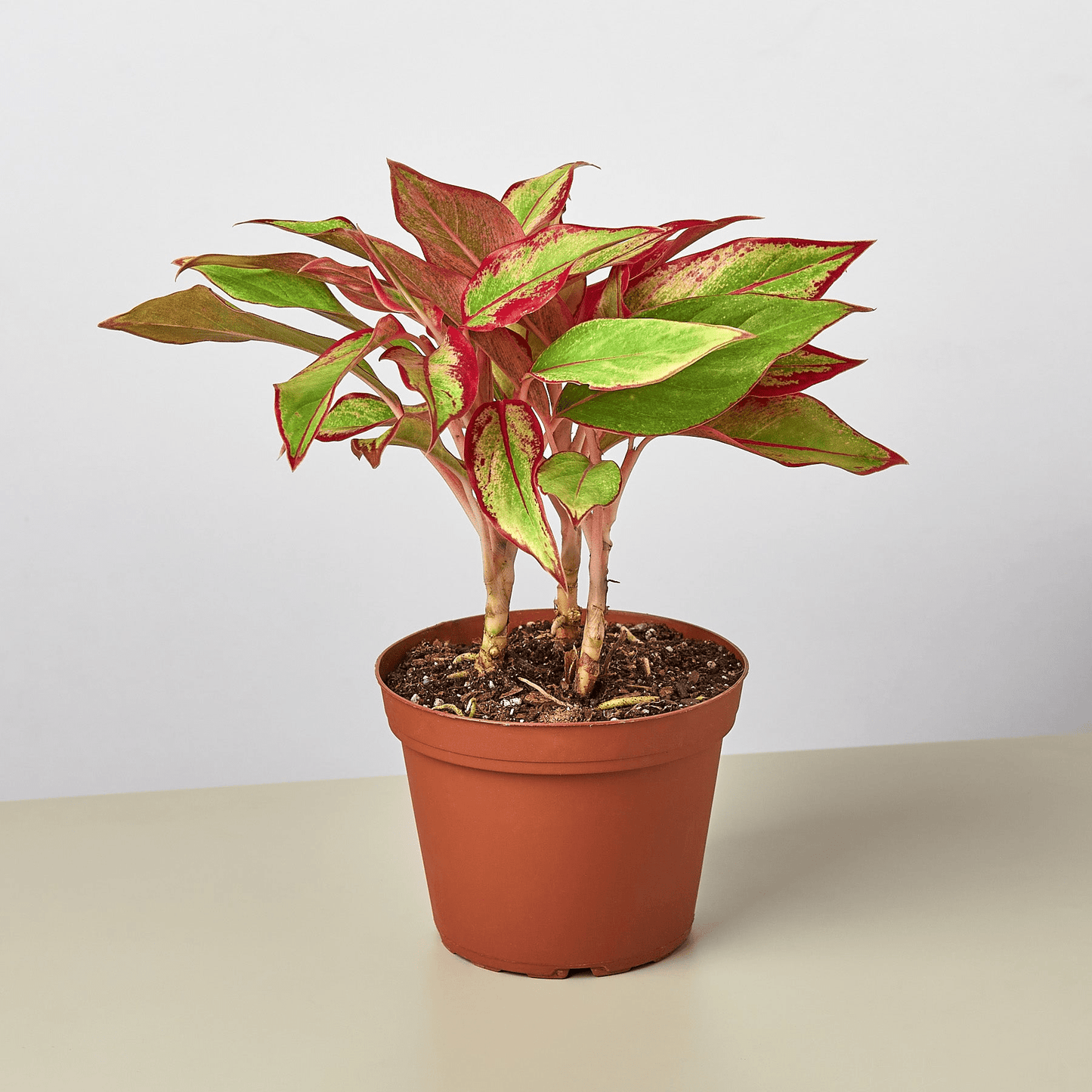 Chinese Evergreen 'Red Siam' - Mervyns