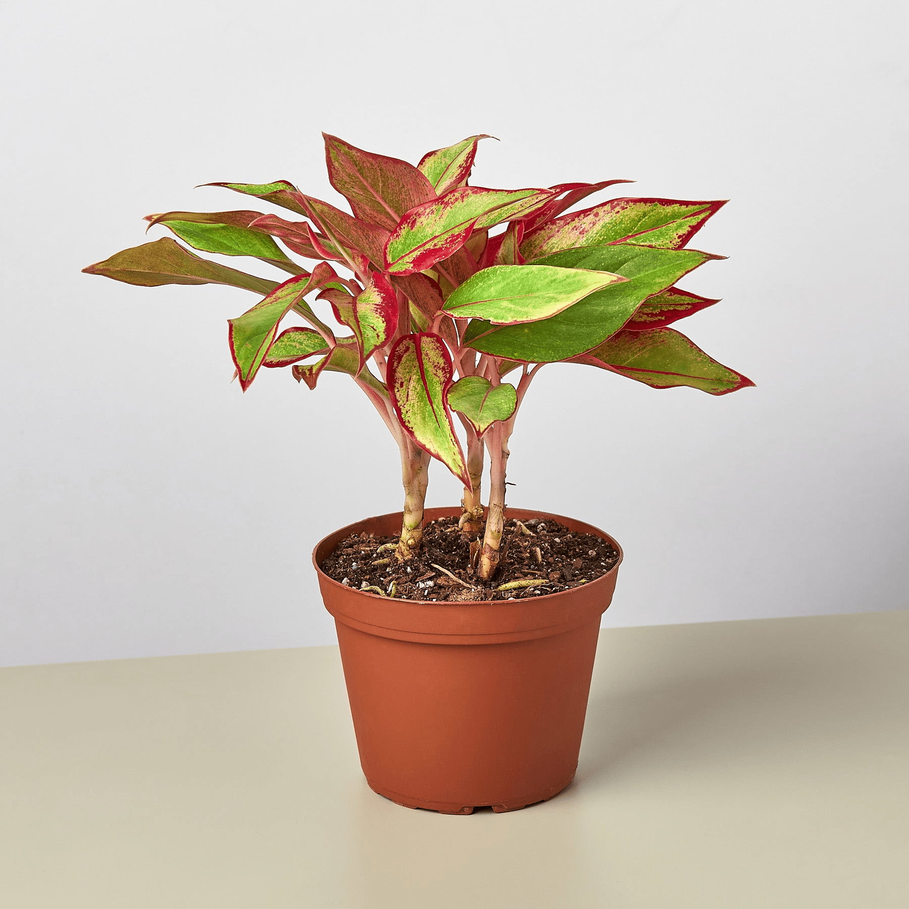 Chinese Evergreen 'Red Siam' - Mervyns