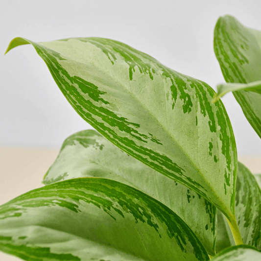 Chinese Evergreen 'Silver Bay' - Mervyns