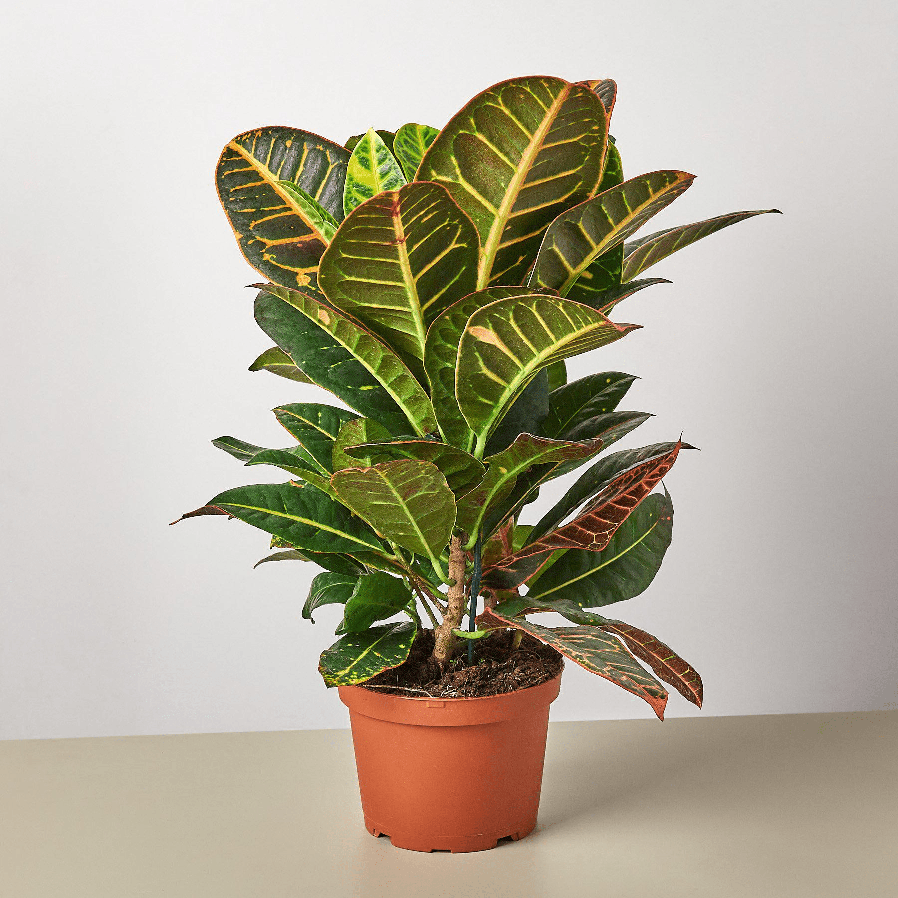 Croton Petra 'Joseph's Coat' - Mervyns