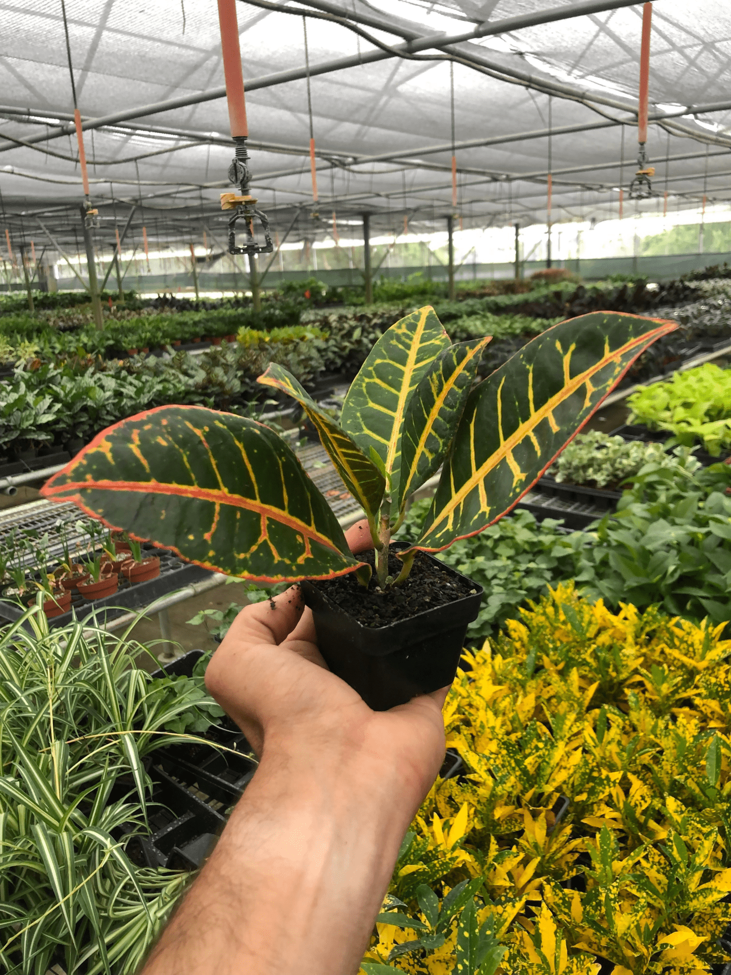 Croton Petra 'Joseph's Coat' - Mervyns