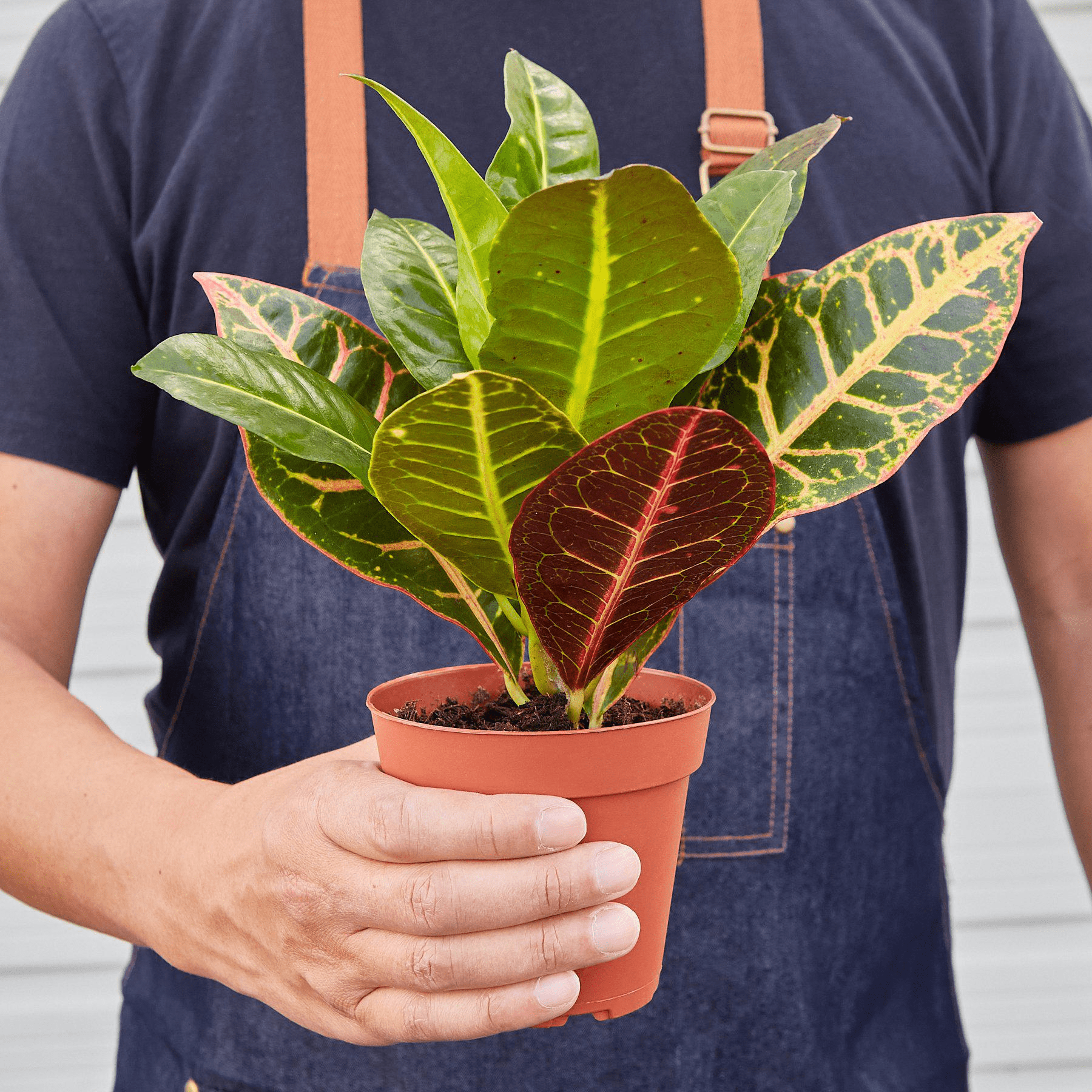 Croton Petra 'Joseph's Coat' - Mervyns