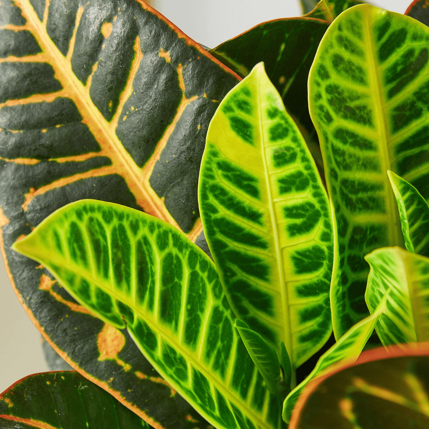 Croton Petra 'Joseph's Coat' - Mervyns