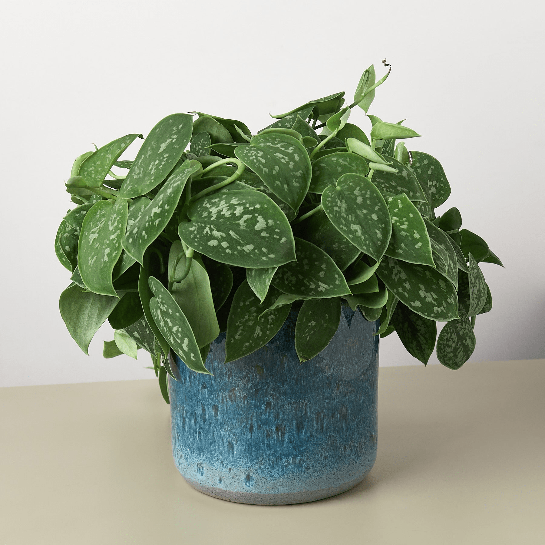 Cylinder Planter - Mervyns