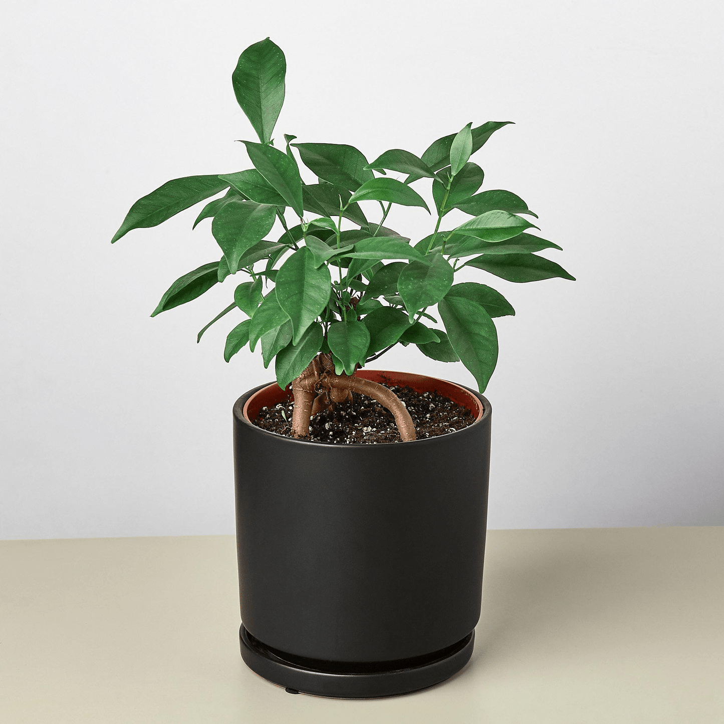 Cylinder Planter - Mervyns