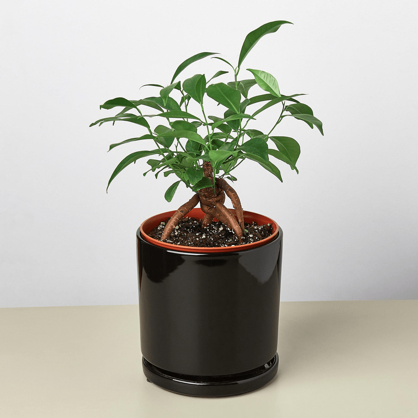 Cylinder Planter - Mervyns