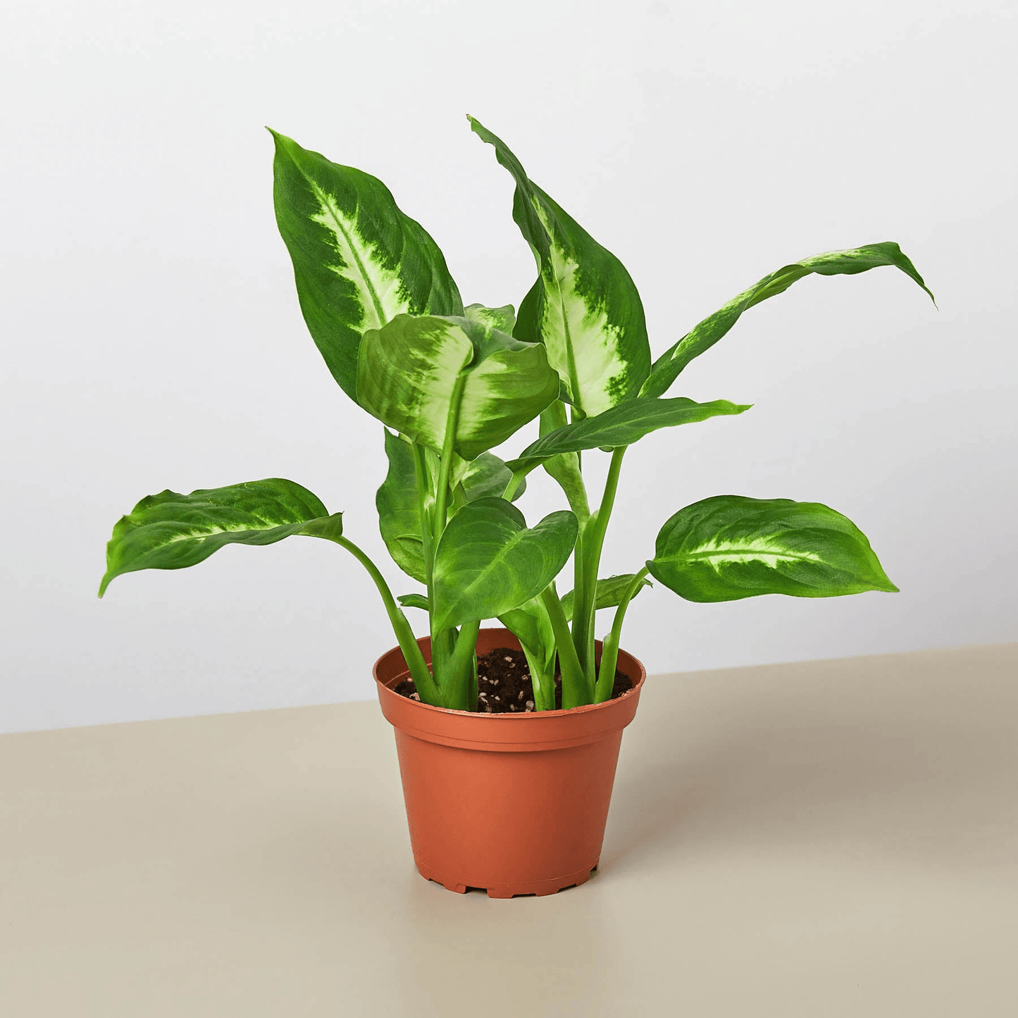 Dieffenbachia Camille - Mervyns