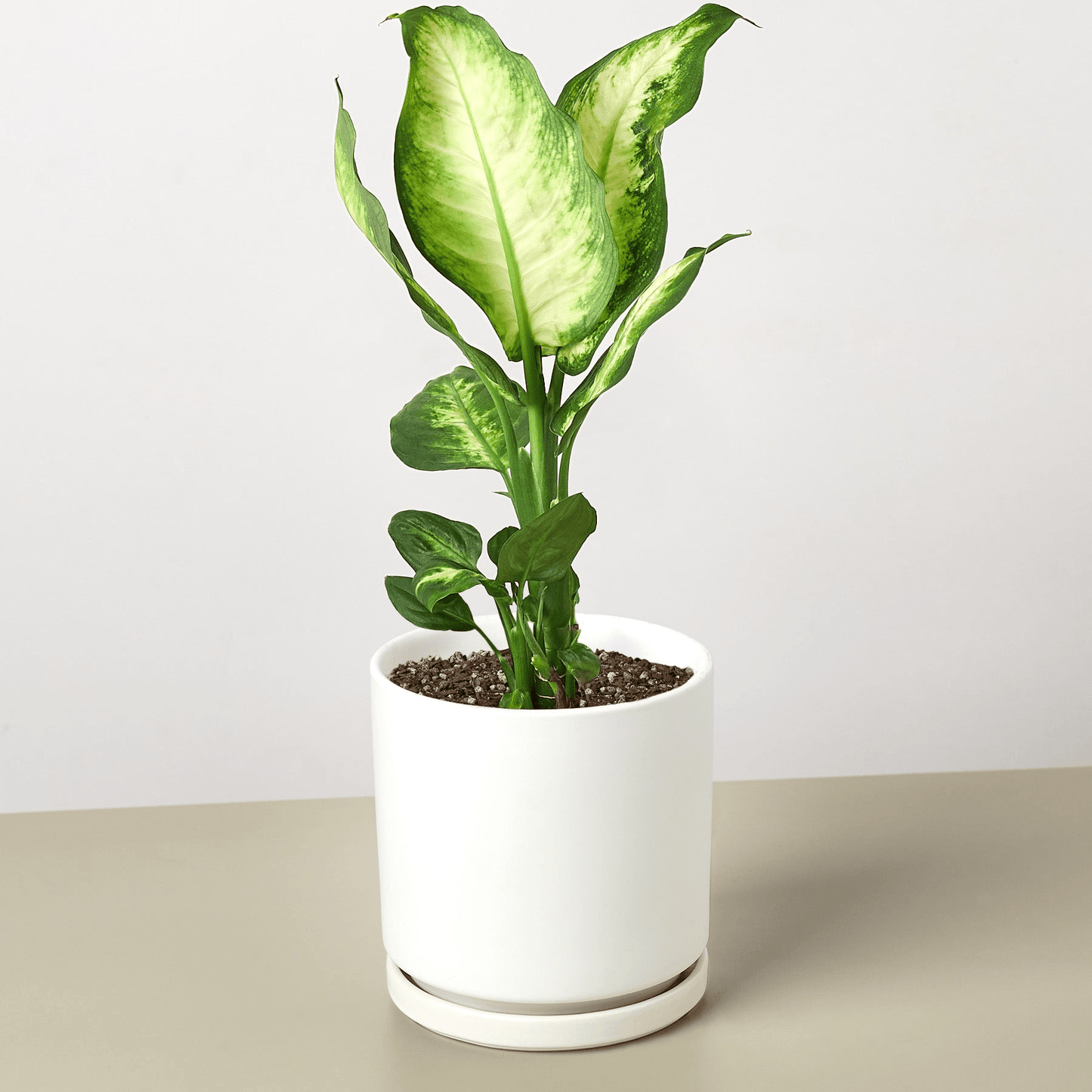 Dieffenbachia Camille - Mervyns