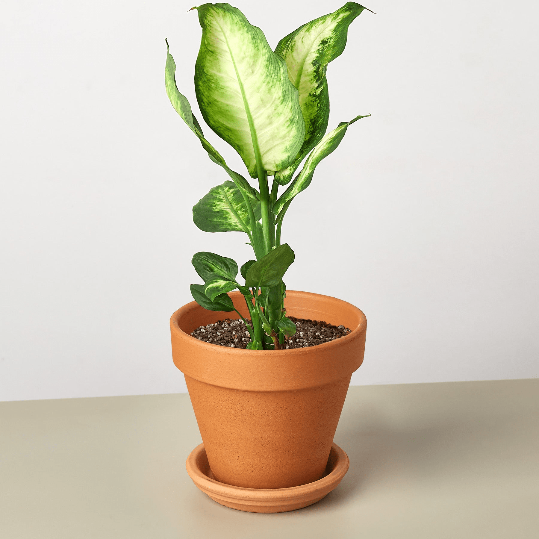 Dieffenbachia Camille - Mervyns