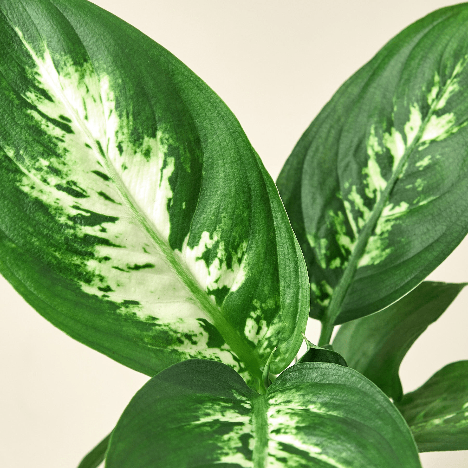 Dieffenbachia Camille - Mervyns