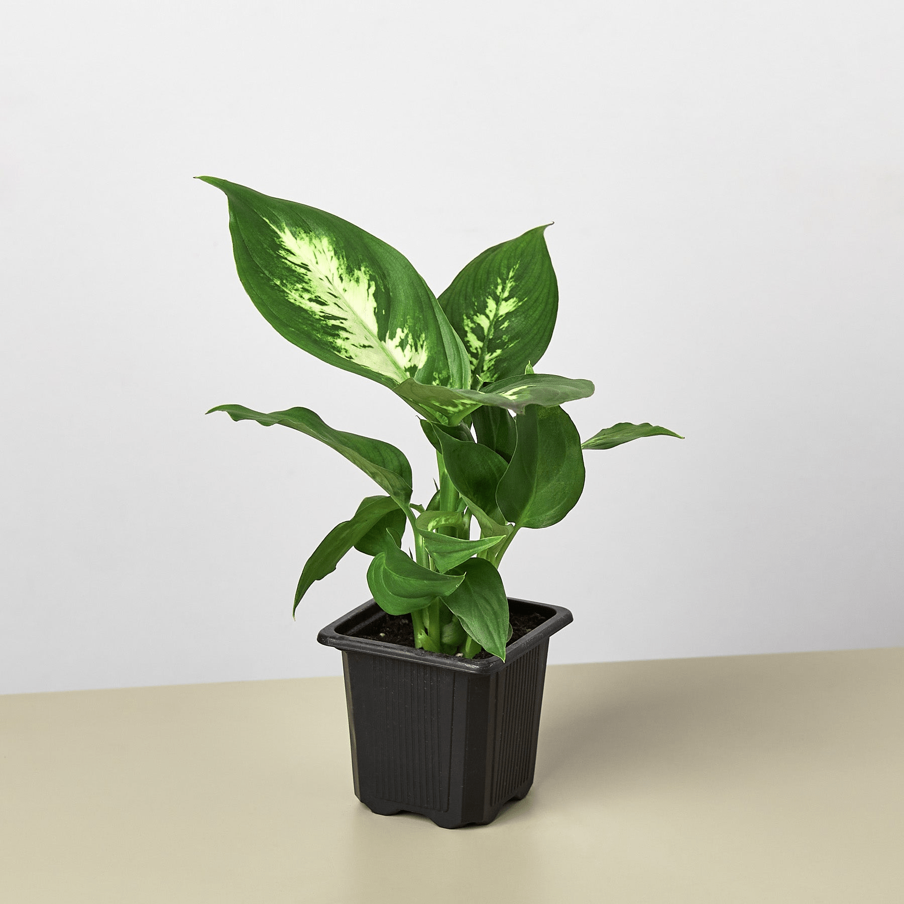 Dieffenbachia Camille - Mervyns