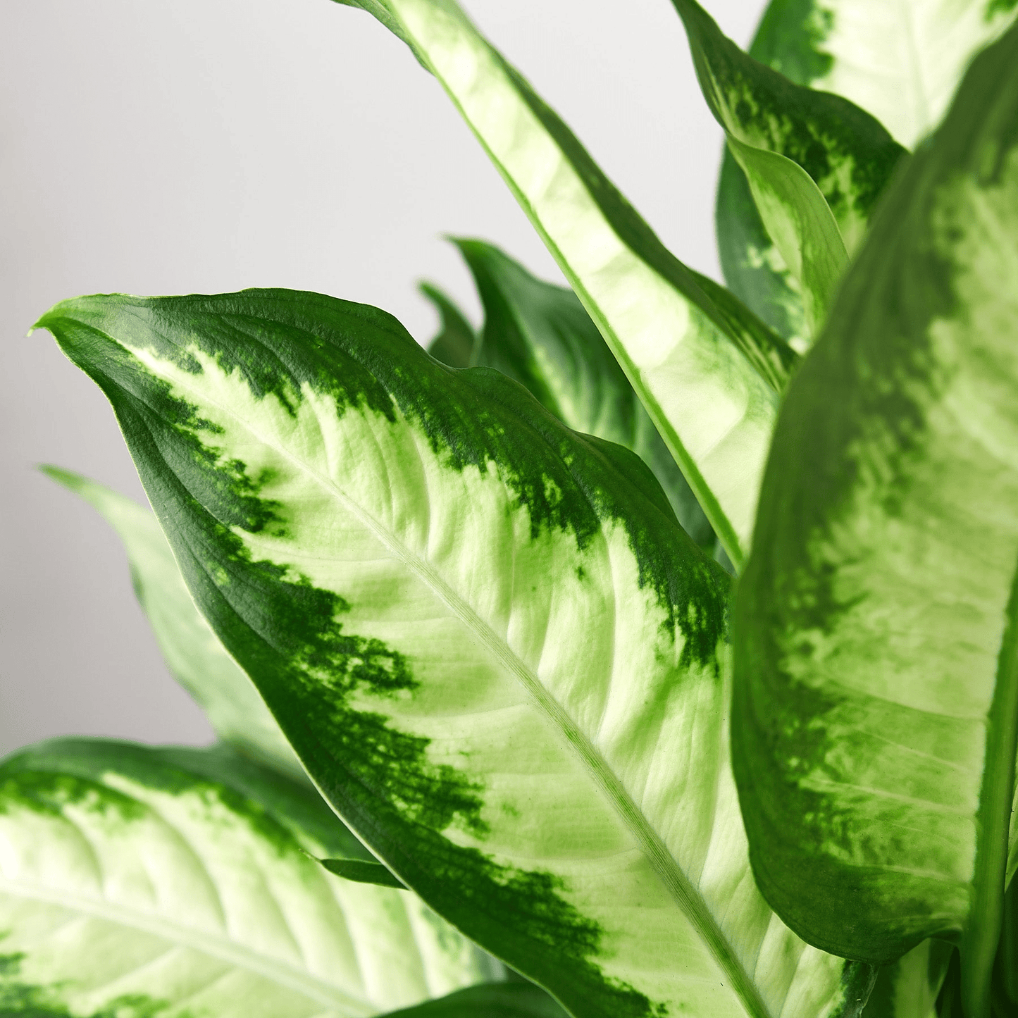 Dieffenbachia Camille - Mervyns