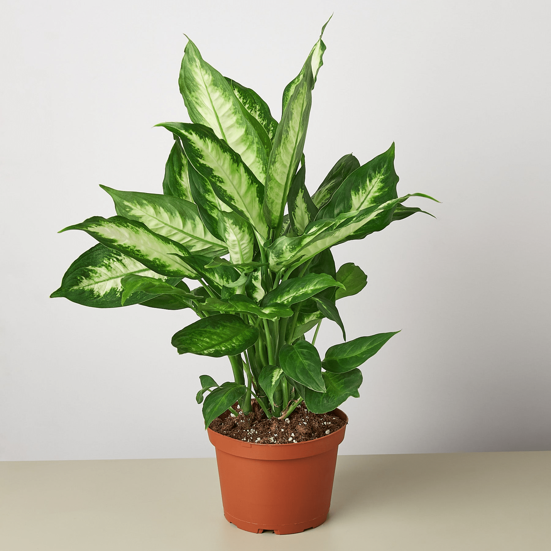 Dieffenbachia Camille - Mervyns