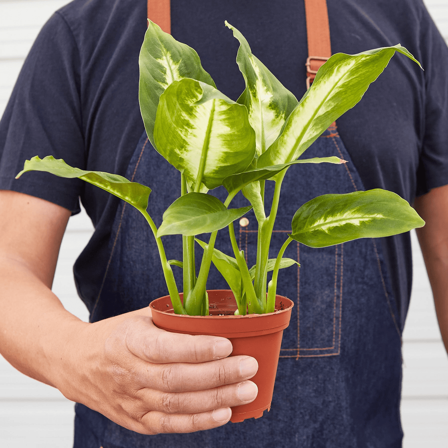 Dieffenbachia Camille - Mervyns