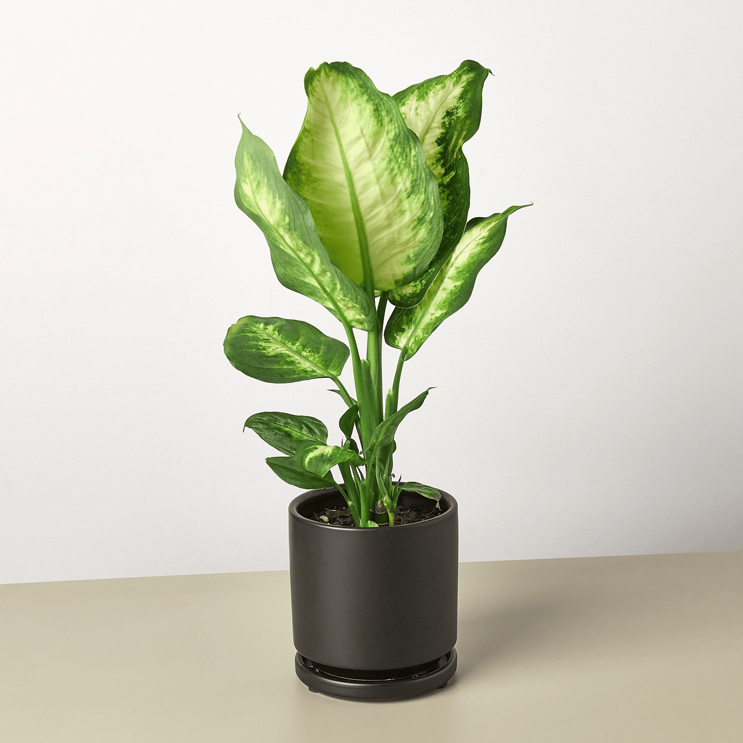 Dieffenbachia Camille - Mervyns