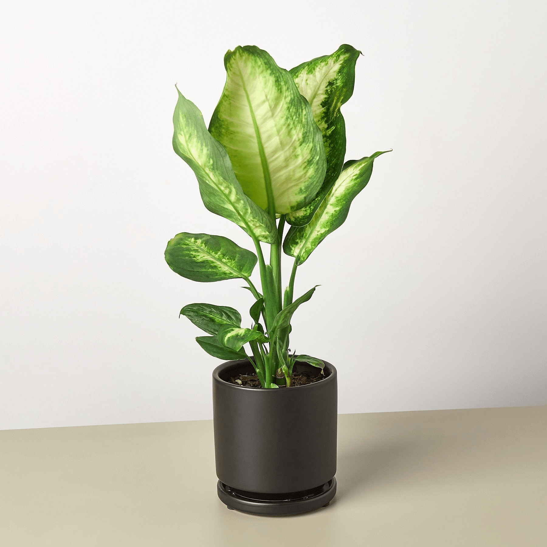 Dieffenbachia Camille - Mervyns