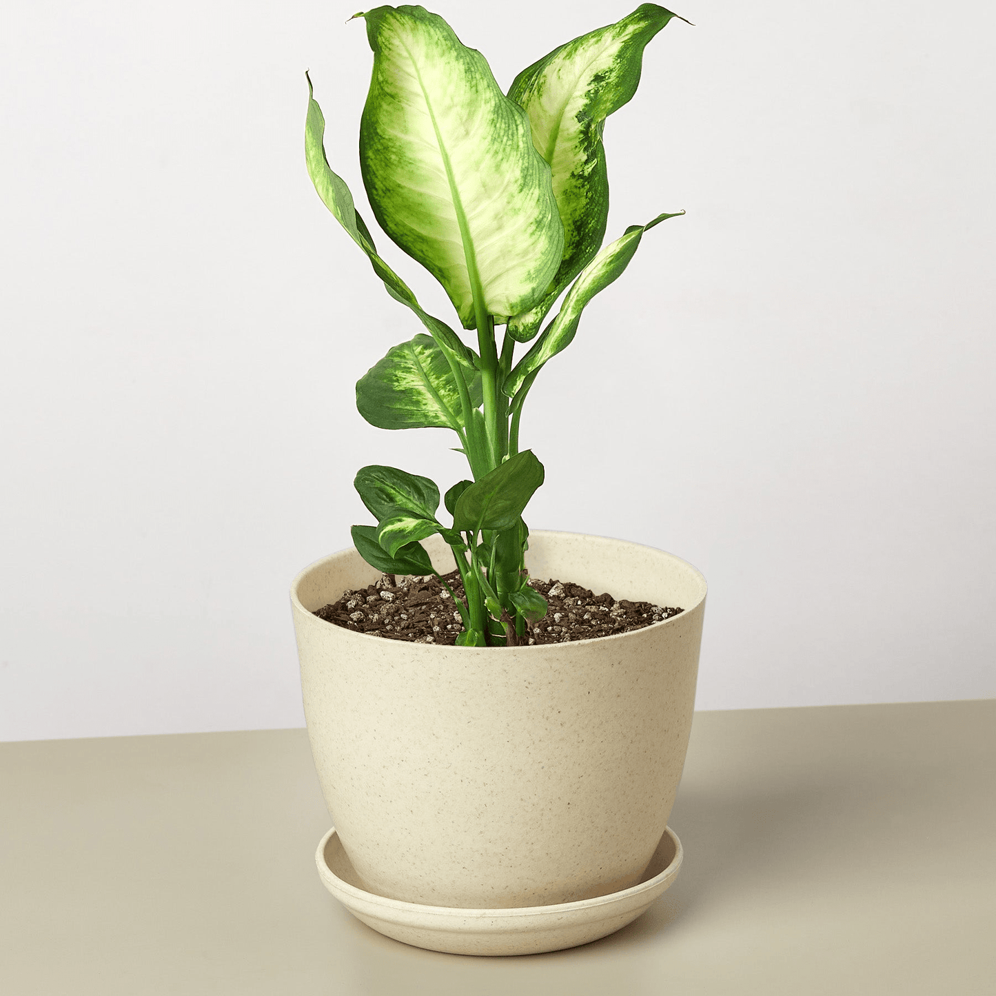 Dieffenbachia Camille - Mervyns