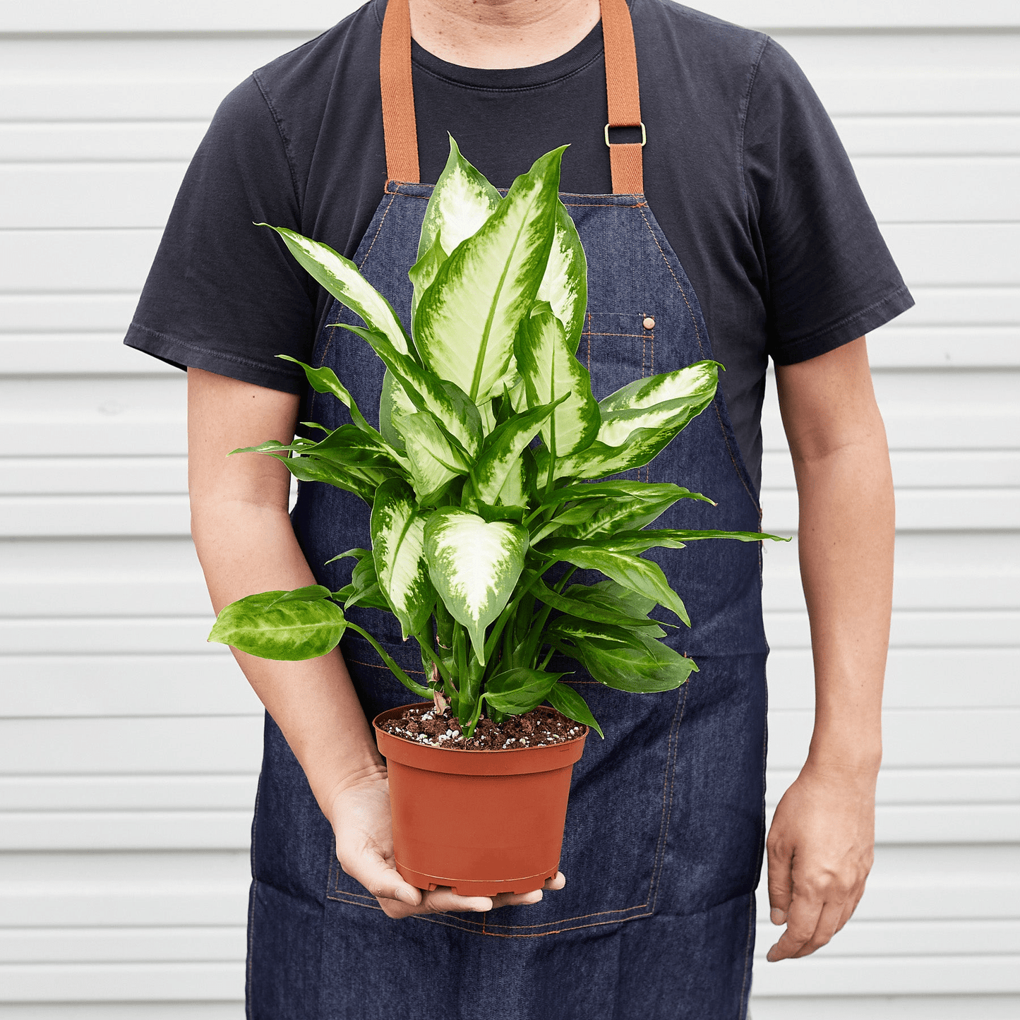 Dieffenbachia Camille - Mervyns