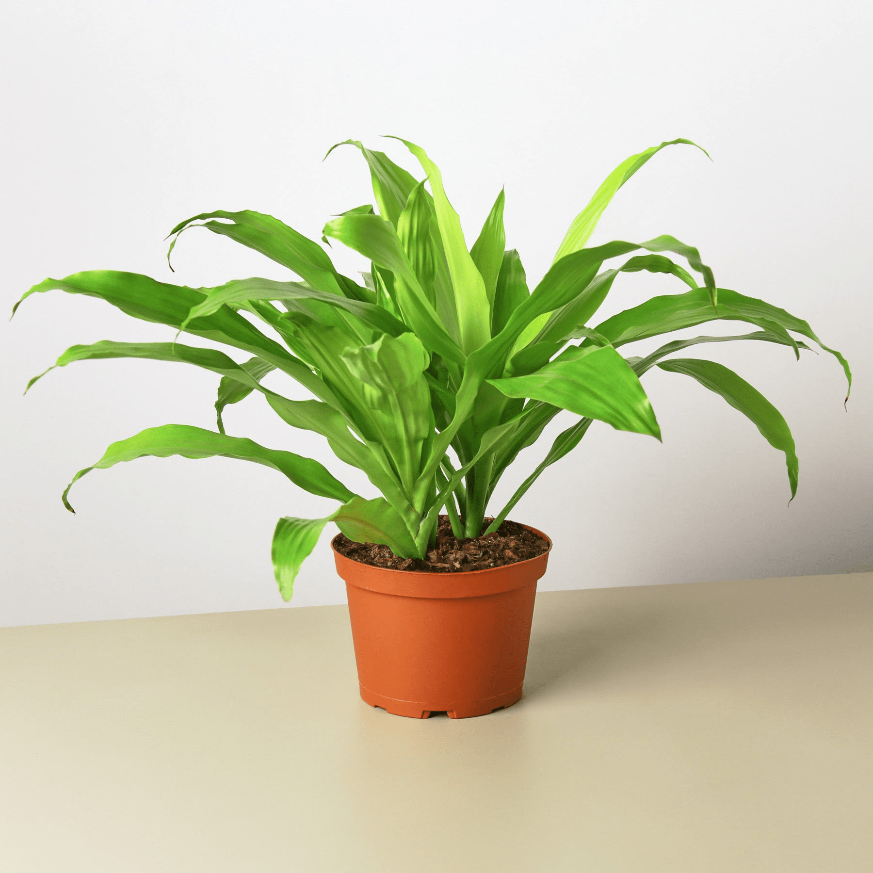 Dracaena 'Lime Light' - Mervyns