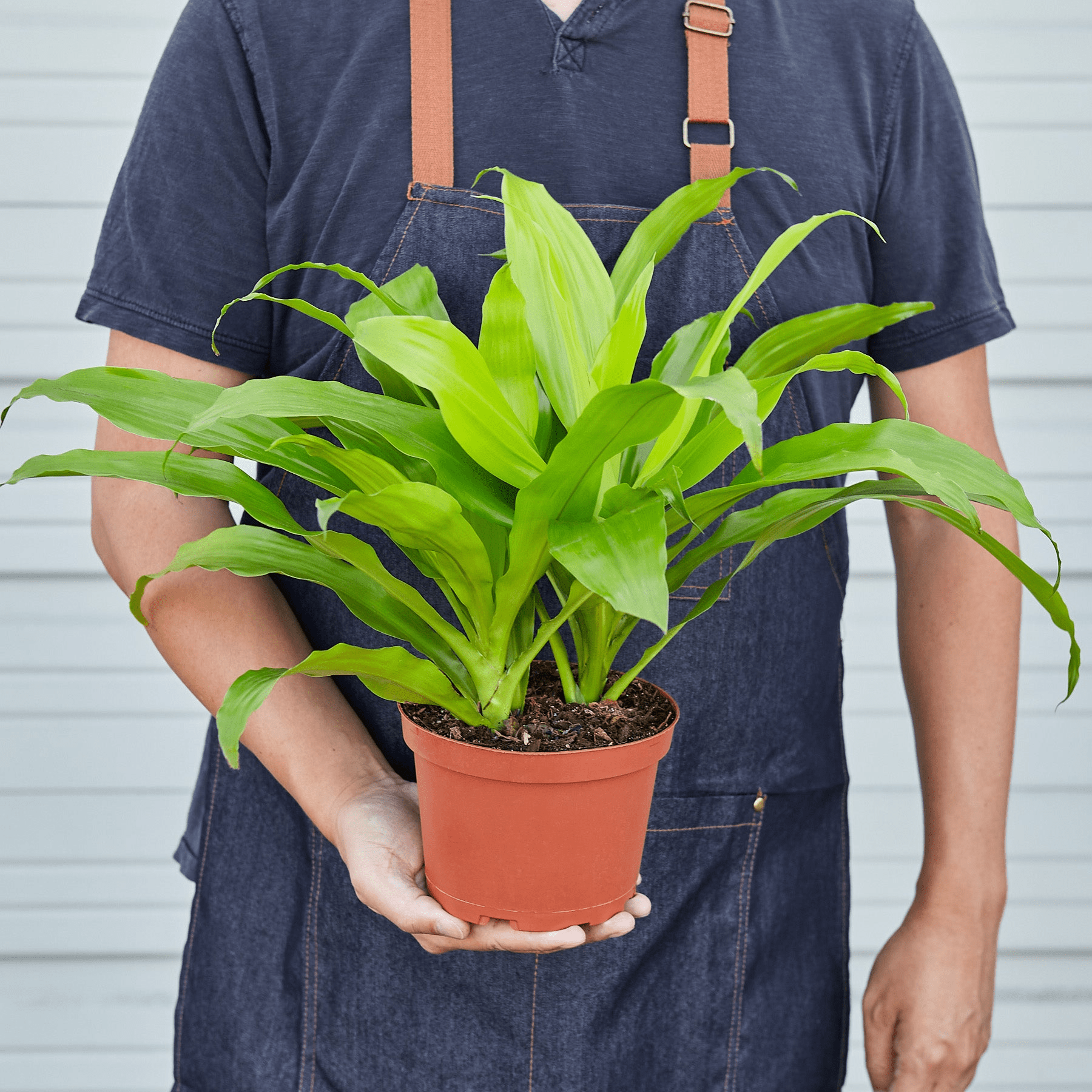 Dracaena 'Lime Light' - Mervyns