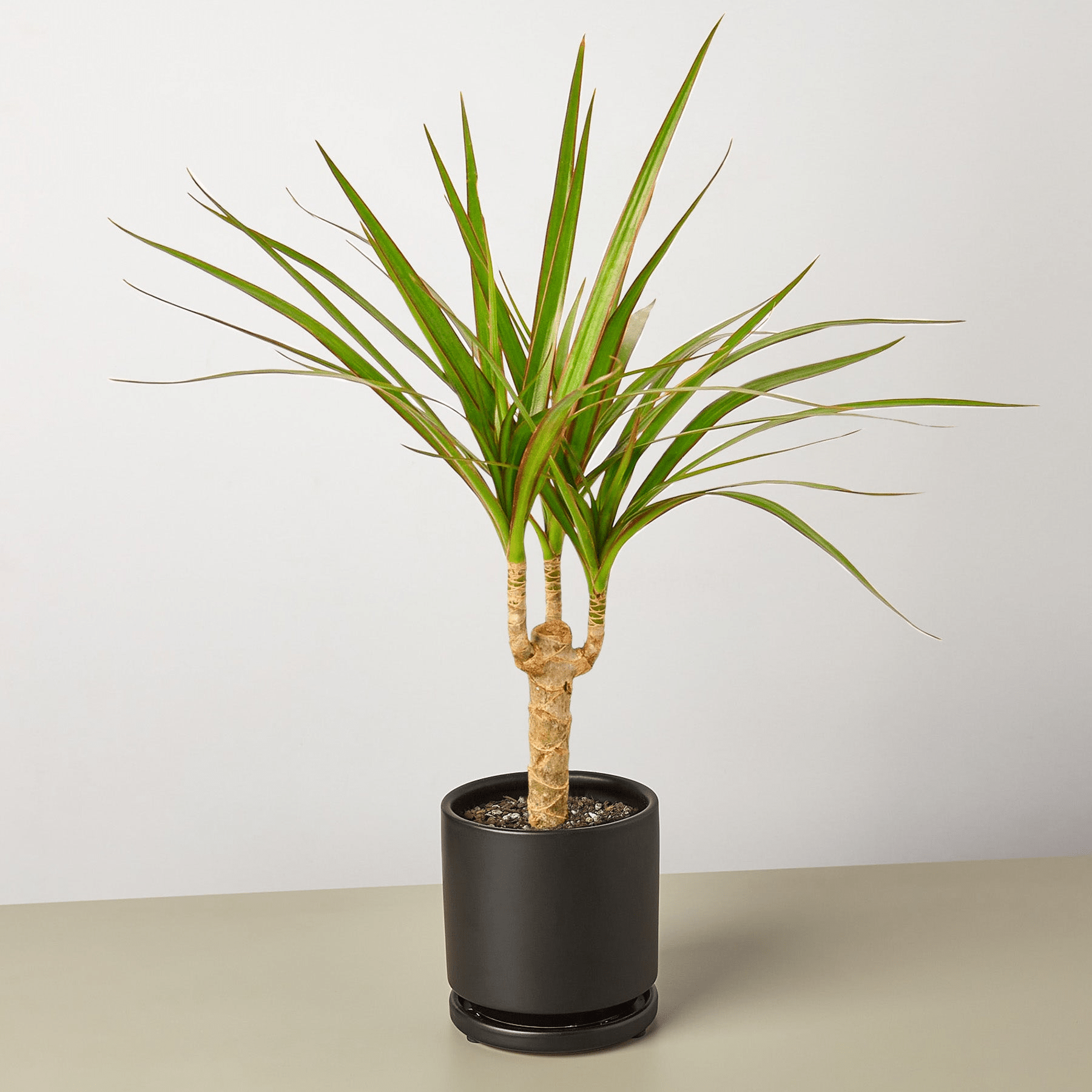 Dracaena 'Marginata Cane' - Mervyns