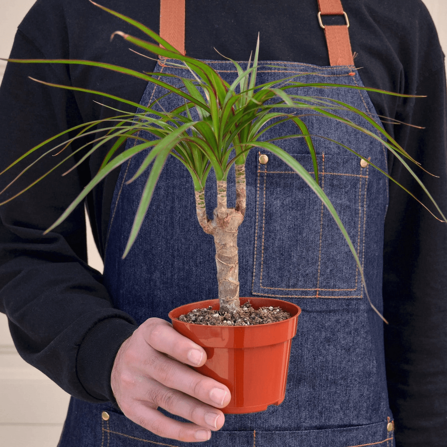 Dracaena 'Marginata Cane' - Mervyns