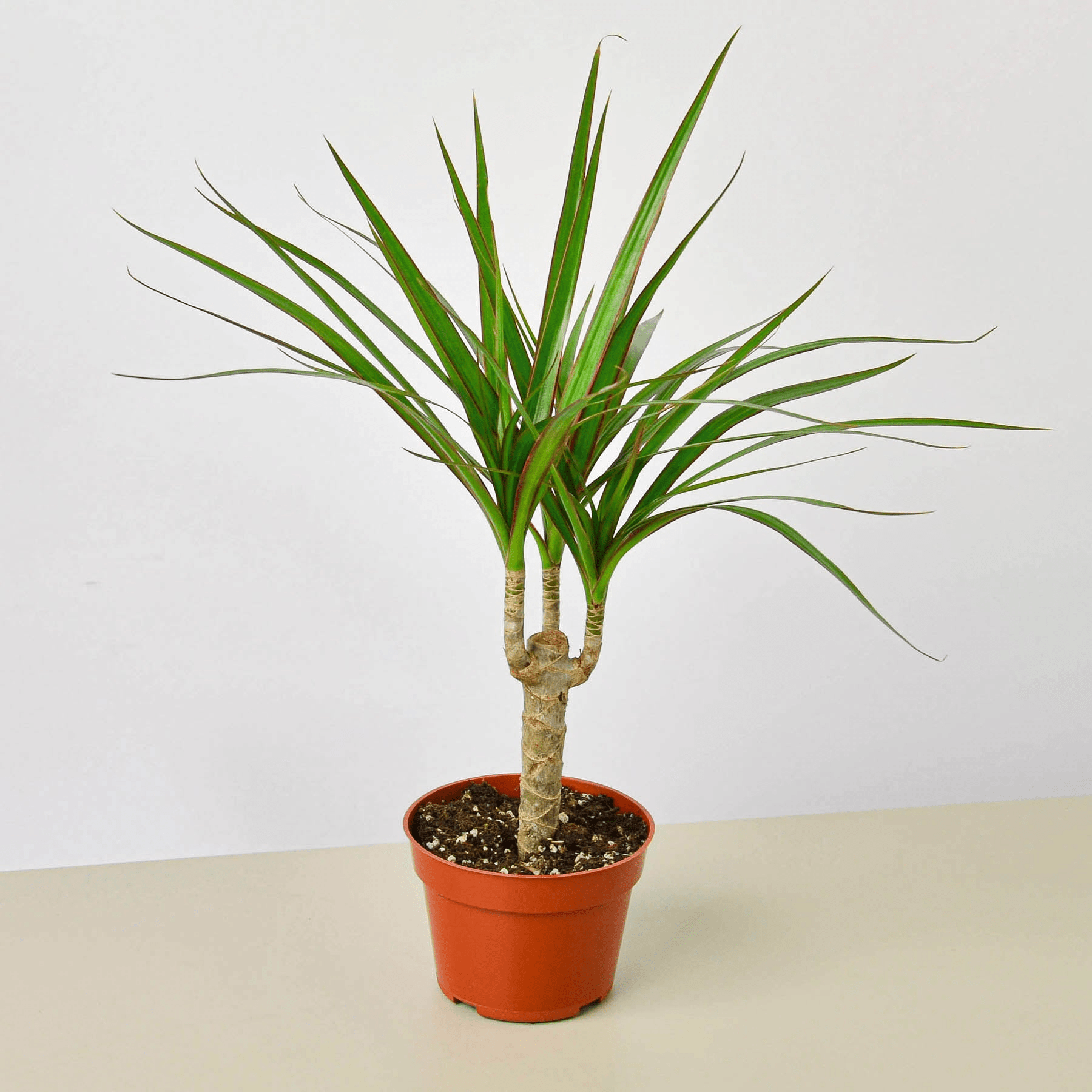 Dracaena 'Marginata Cane' - Mervyns